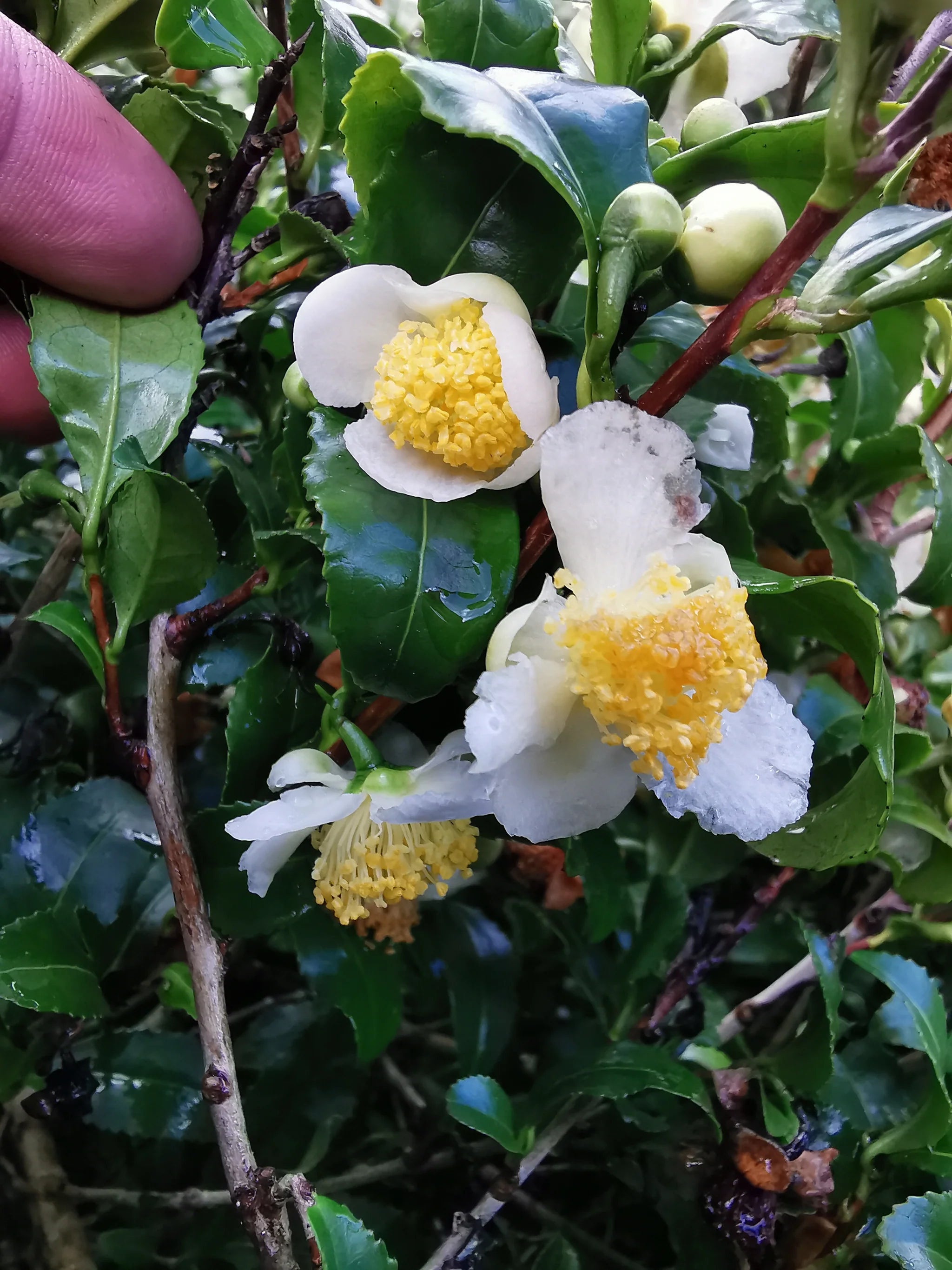 Camellia Sinensis Flower seeds for Planting - Hardy Variety, Heirloom & GMO Free Seeds for Home Garden