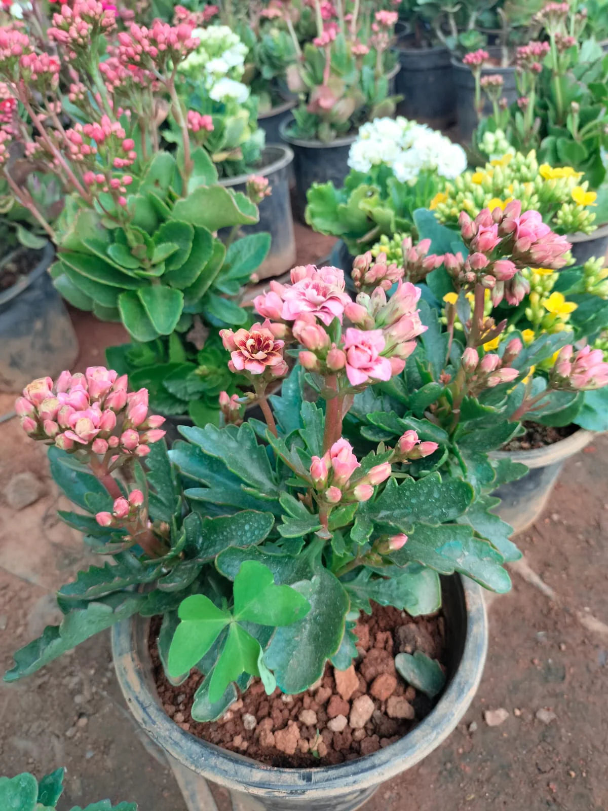 Kalanchoe Flower seeds for Planting - Long Bloom Season, Heirloom & GMO Free Seeds for Home Garden