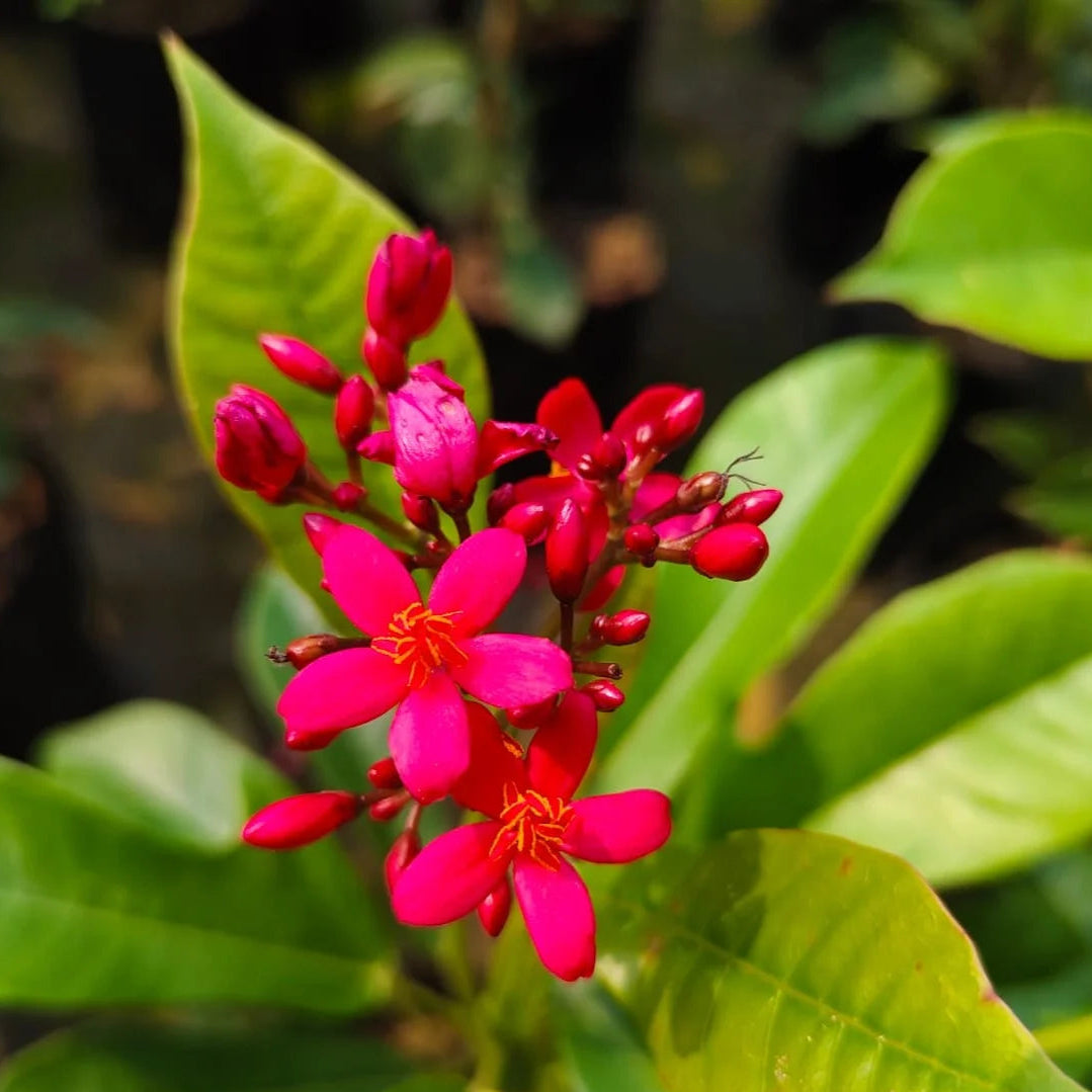 Jatropha Flower seeds for Planting - Colorful Display, Heirloom & GMO Free Seeds for Home Garden