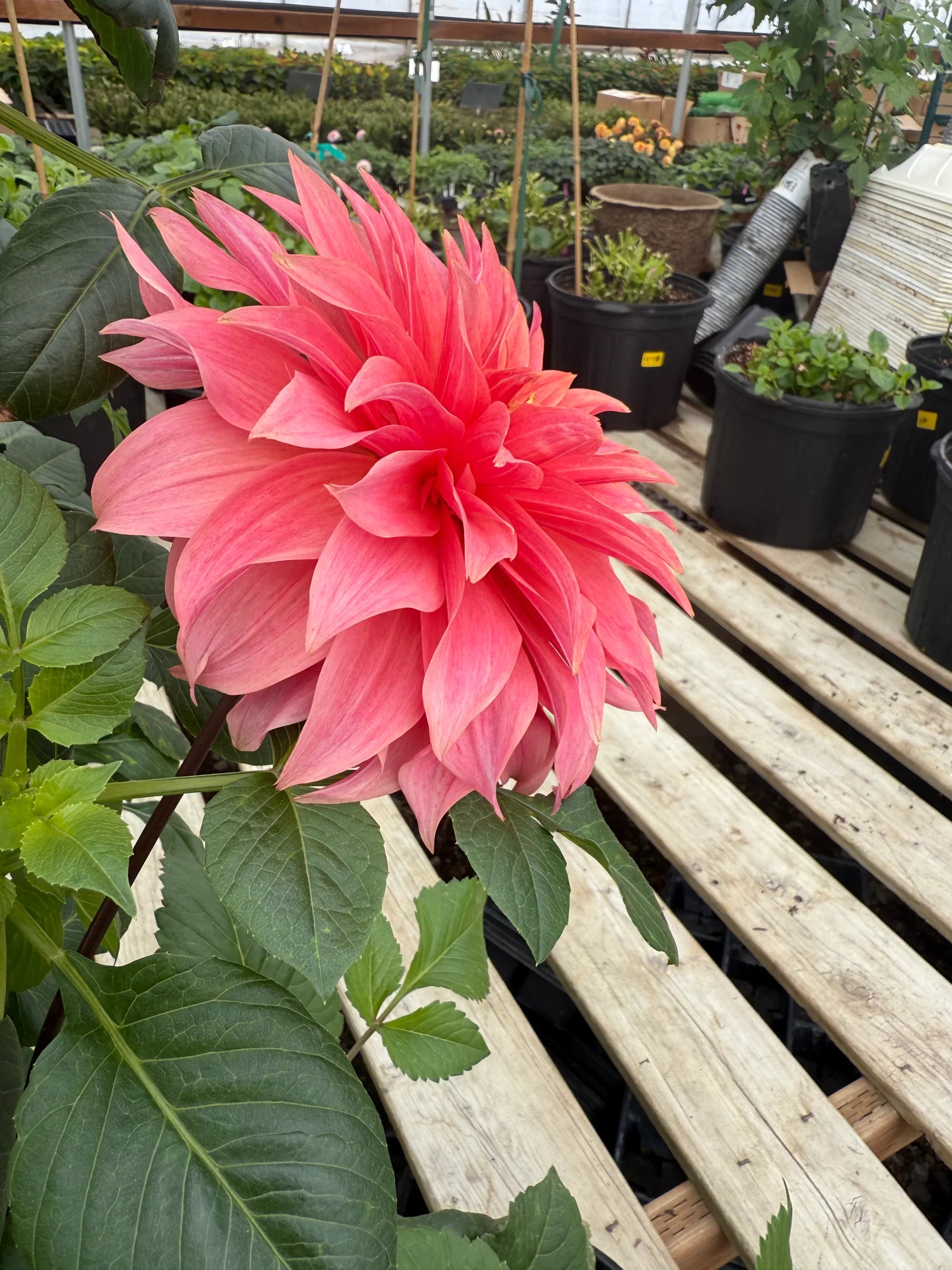 Dahlia Cancan Flower seeds for Planting - Premium Quality, Heirloom & GMO Free Seeds for Home Garden