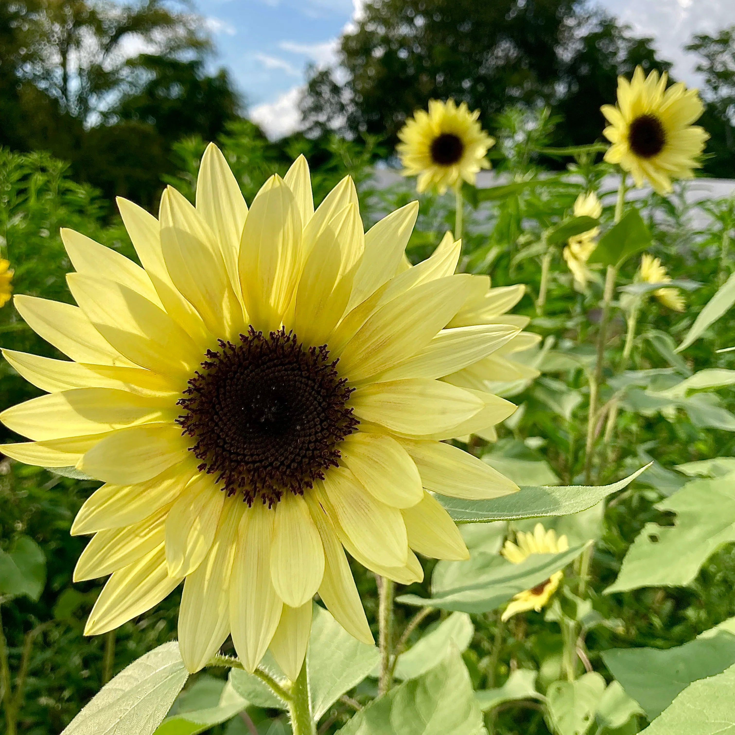 Sunflower Buttercream Flower seeds for Planting Bright Blooms Heirloom & GMO Free Seeds for Home Garden