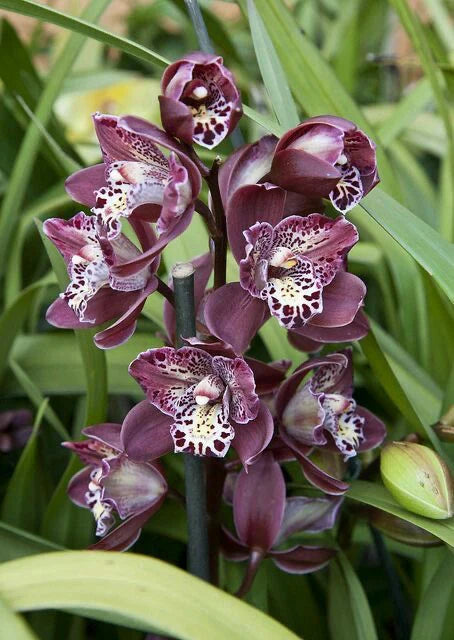 Mixed Cymbidium Orchid Flower seeds for Planting - Colorful Display, Heirloom & GMO Free Seeds for Home Garden