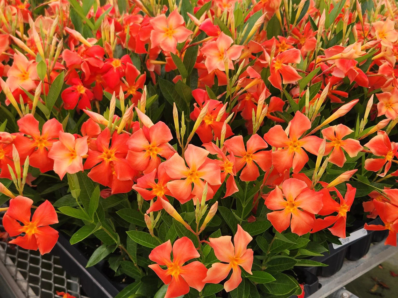 Mandevilla Orange Flower Seeds for Vibrant Garden Planting