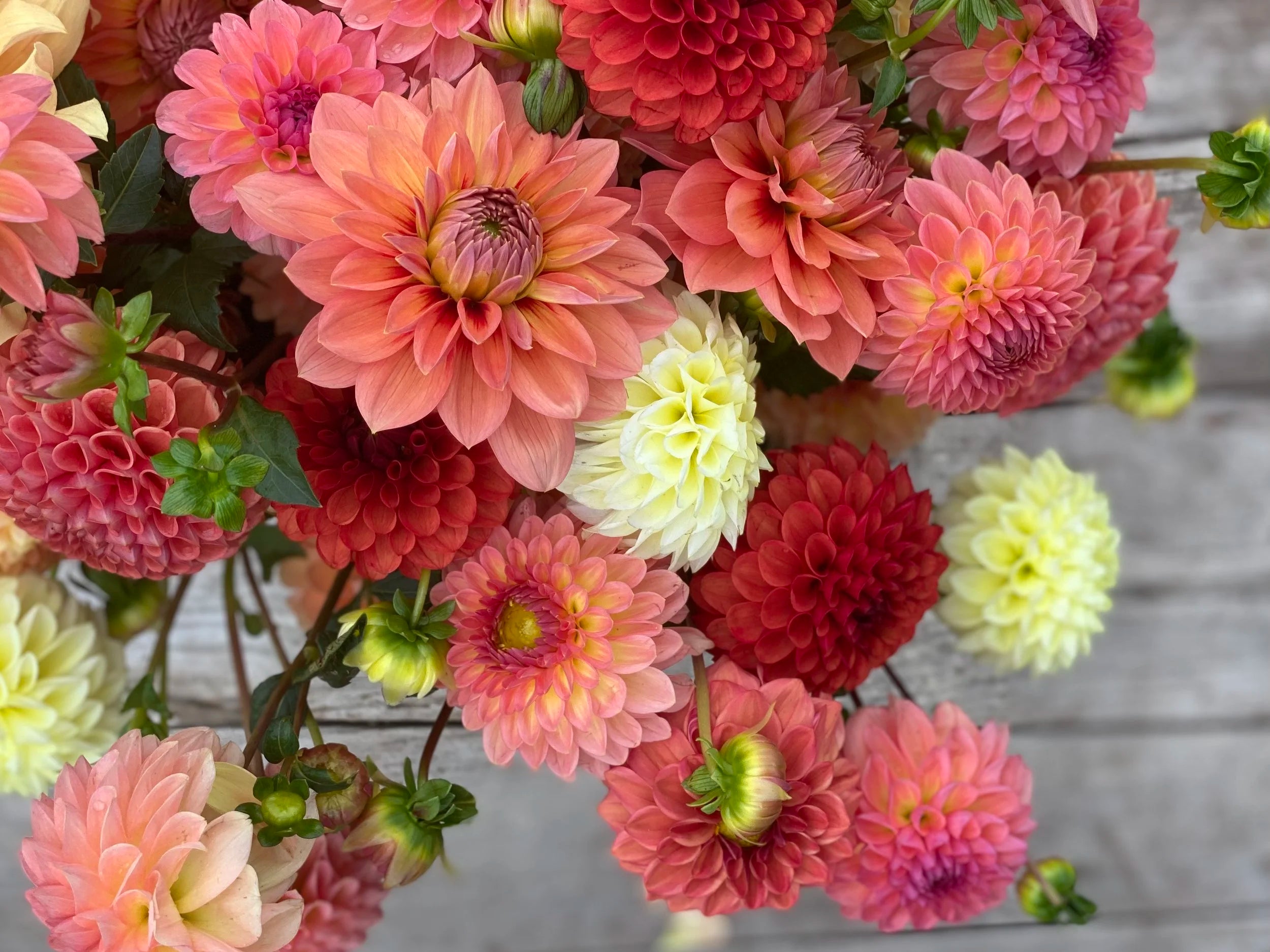 Pink Pompon Dahlia Flower seeds for Planting - Cottage Garden Essential, Heirloom & GMO Free Seeds for Home Garden