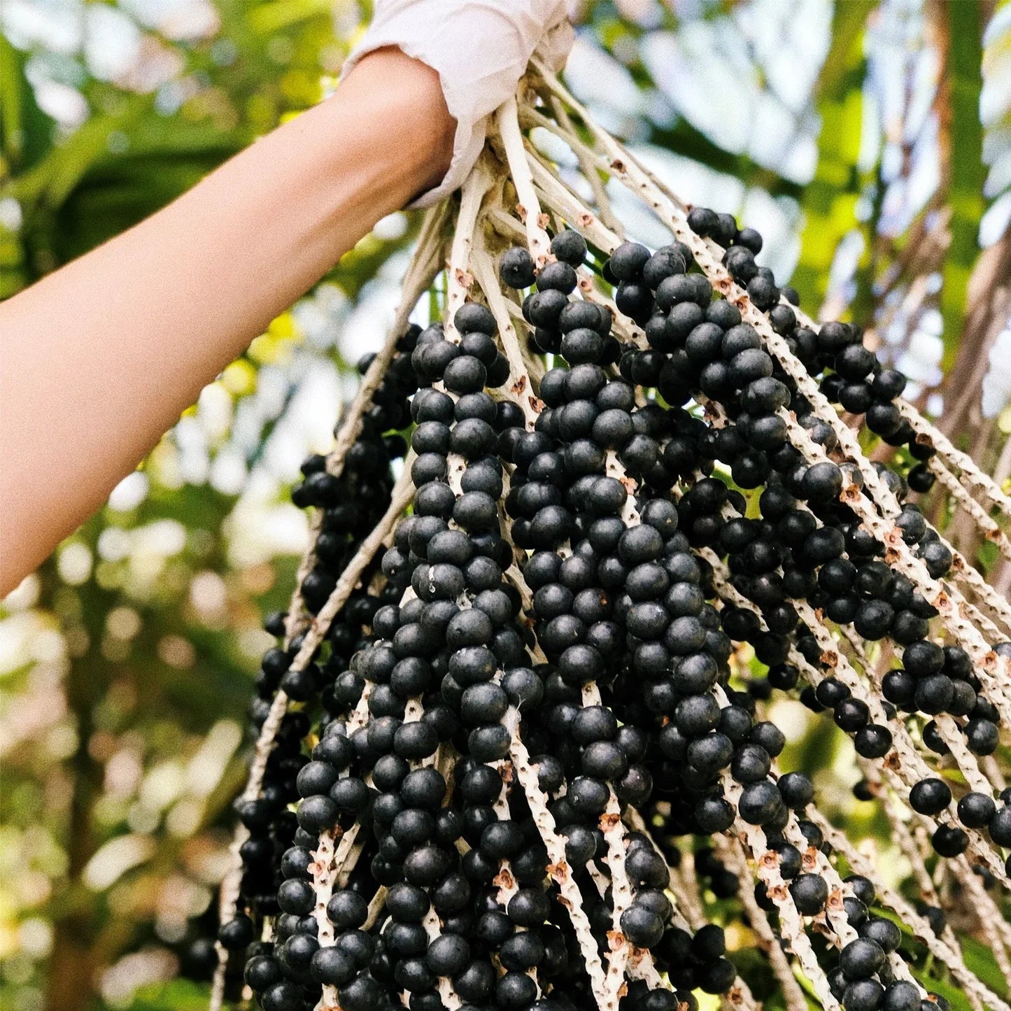Acai Fruit Seeds Collection for Easy Planting