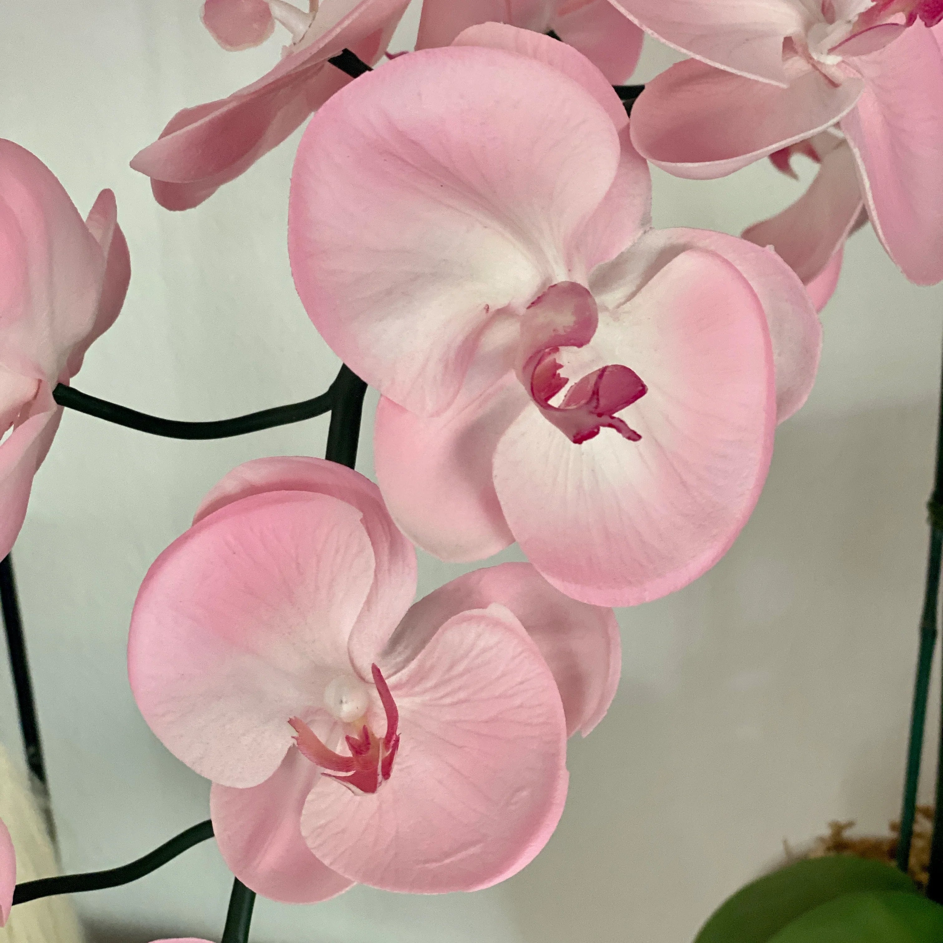 Baby Pink Orchid Flower seeds for Planting - Bright Blooms, Heirloom & GMO Free Seeds for Home Garden
