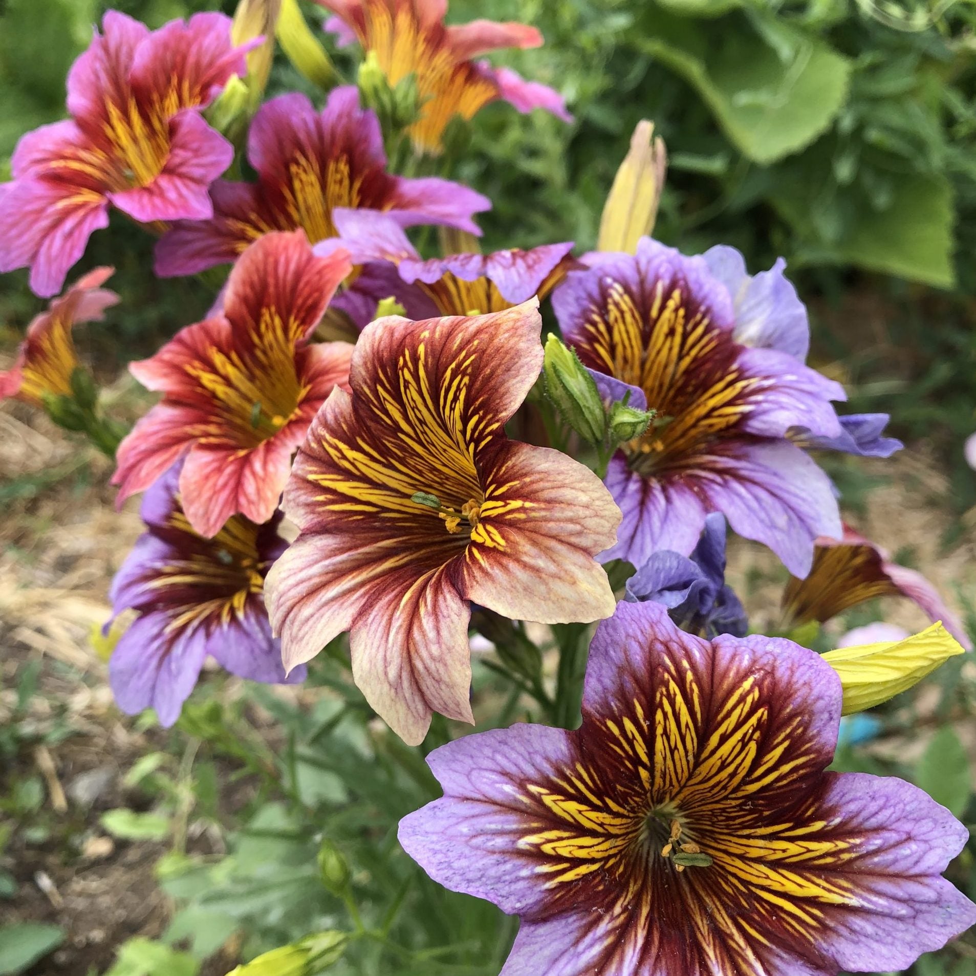 Salpiglossis Flower seeds for Planting Vibrant Colors Heirloom & GMO Free Seeds for Home Garden