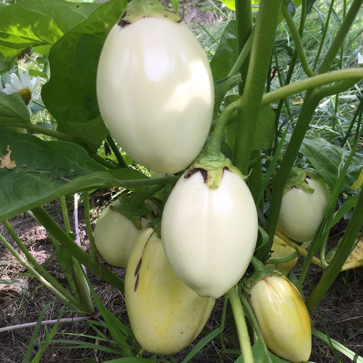 White Eggplant Seeds for Vegetable Planting