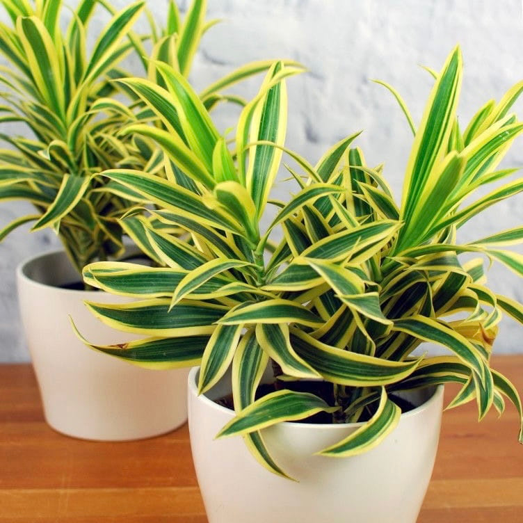 Green Dracaena Fargans Flower seeds for Planting - Long Bloom Season, Heirloom & GMO Free Seeds for Home Garden