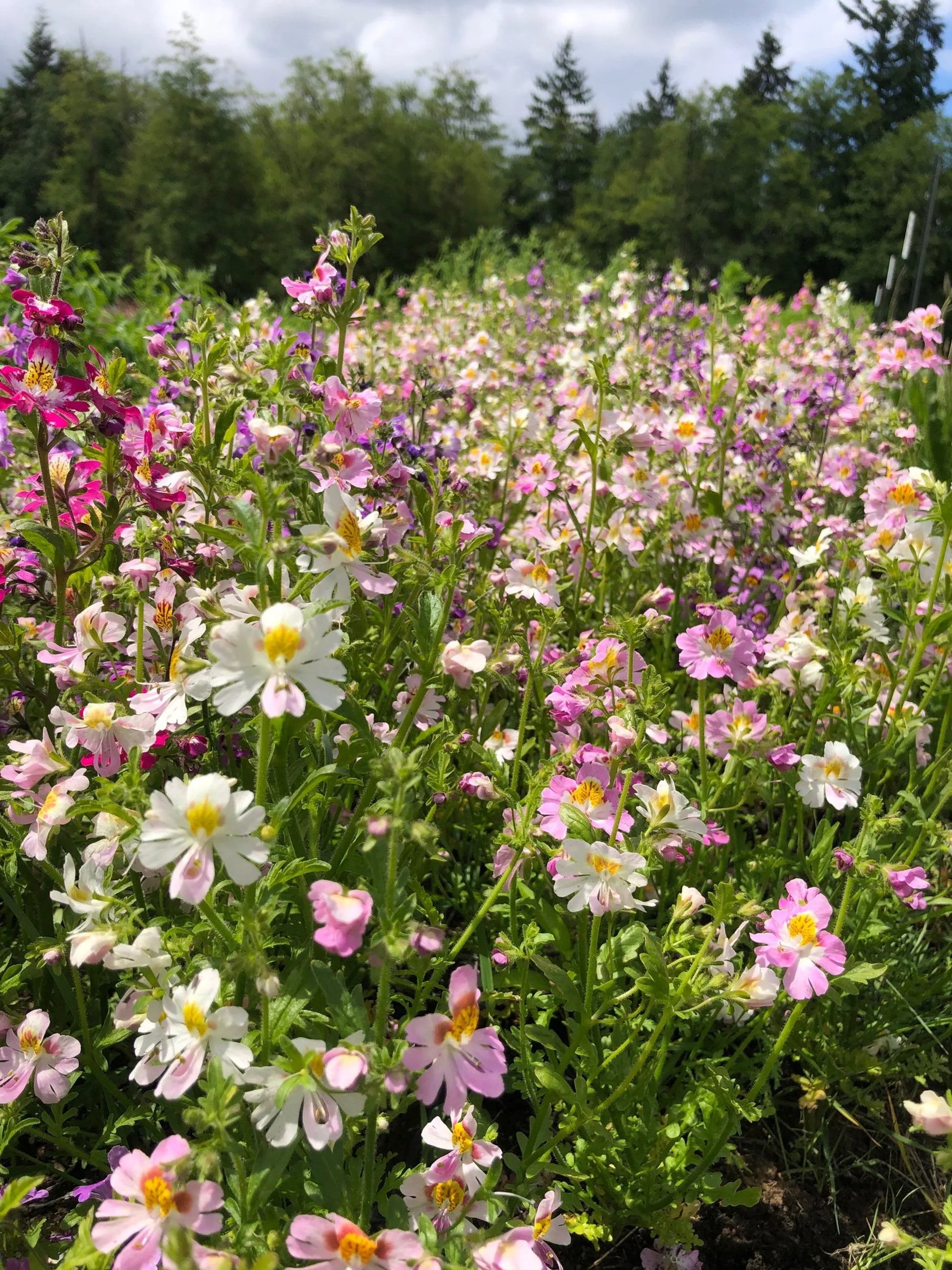 Schizanthus Flower seeds for Planting - Wildflower Mix, Heirloom & GMO Free Seeds for Home Garden