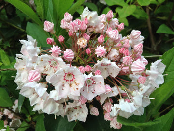 Pink Laurel Flower seeds for Planting - Premium Quality, Heirloom & GMO Free Seeds for Home Garden