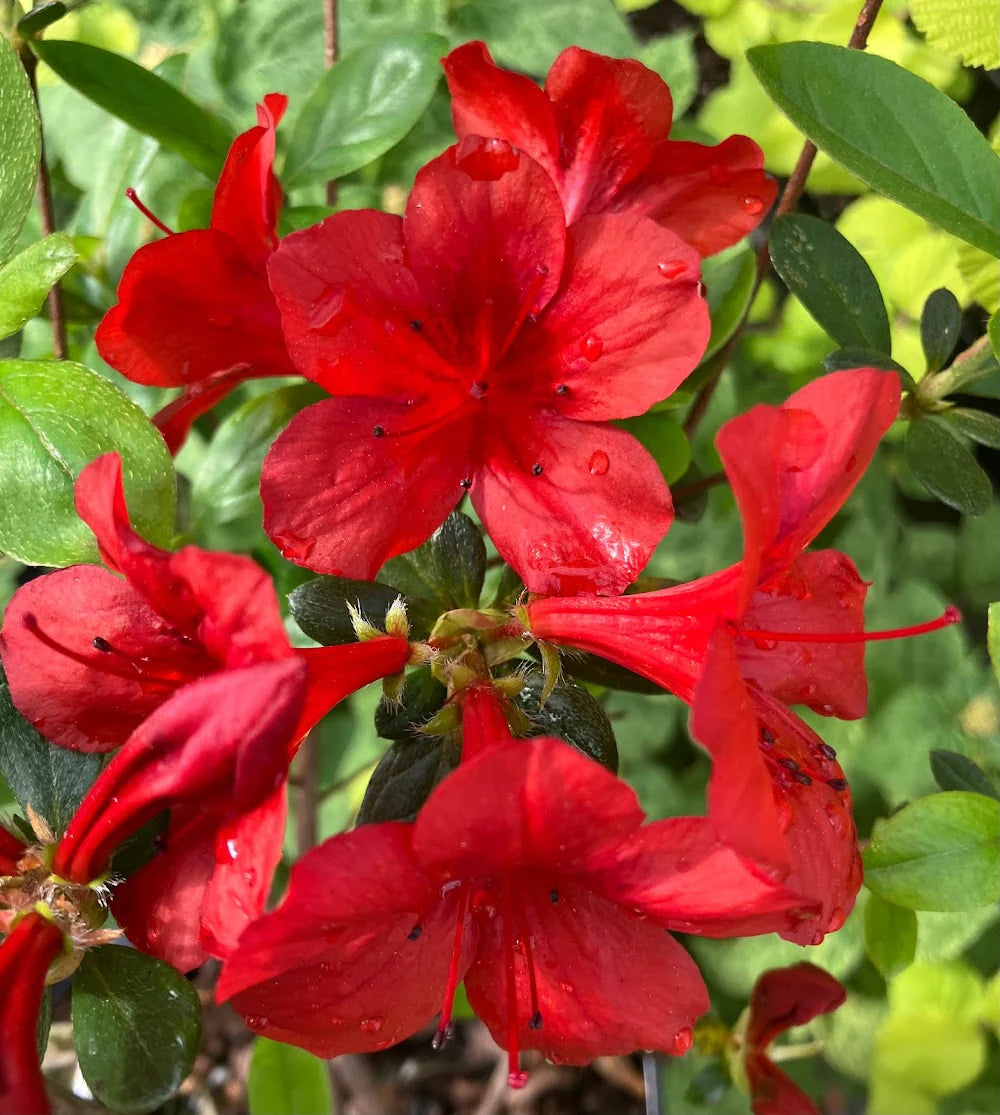 Dark Red Azalea Flower Seeds for Planting Pollinator Friendly Heirloom & GMO Free Seeds for Home Garden
 
 Sale