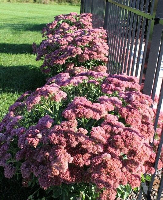 Sedum Emperors Flower seeds for Planting - Fragrant Blossoms, Heirloom & GMO Free Seeds for Home Garden