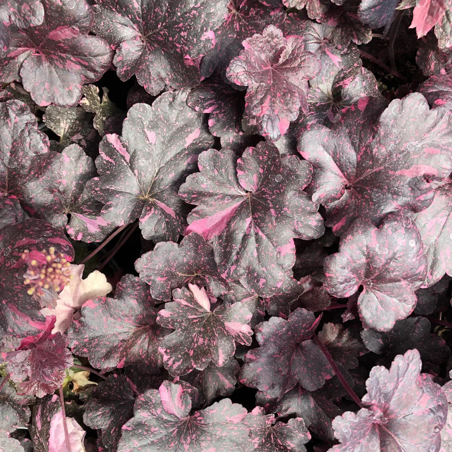 Purple Coral Bells Flower seeds for Planting - Sun Loving, Heirloom & GMO Free Seeds for Home Garden