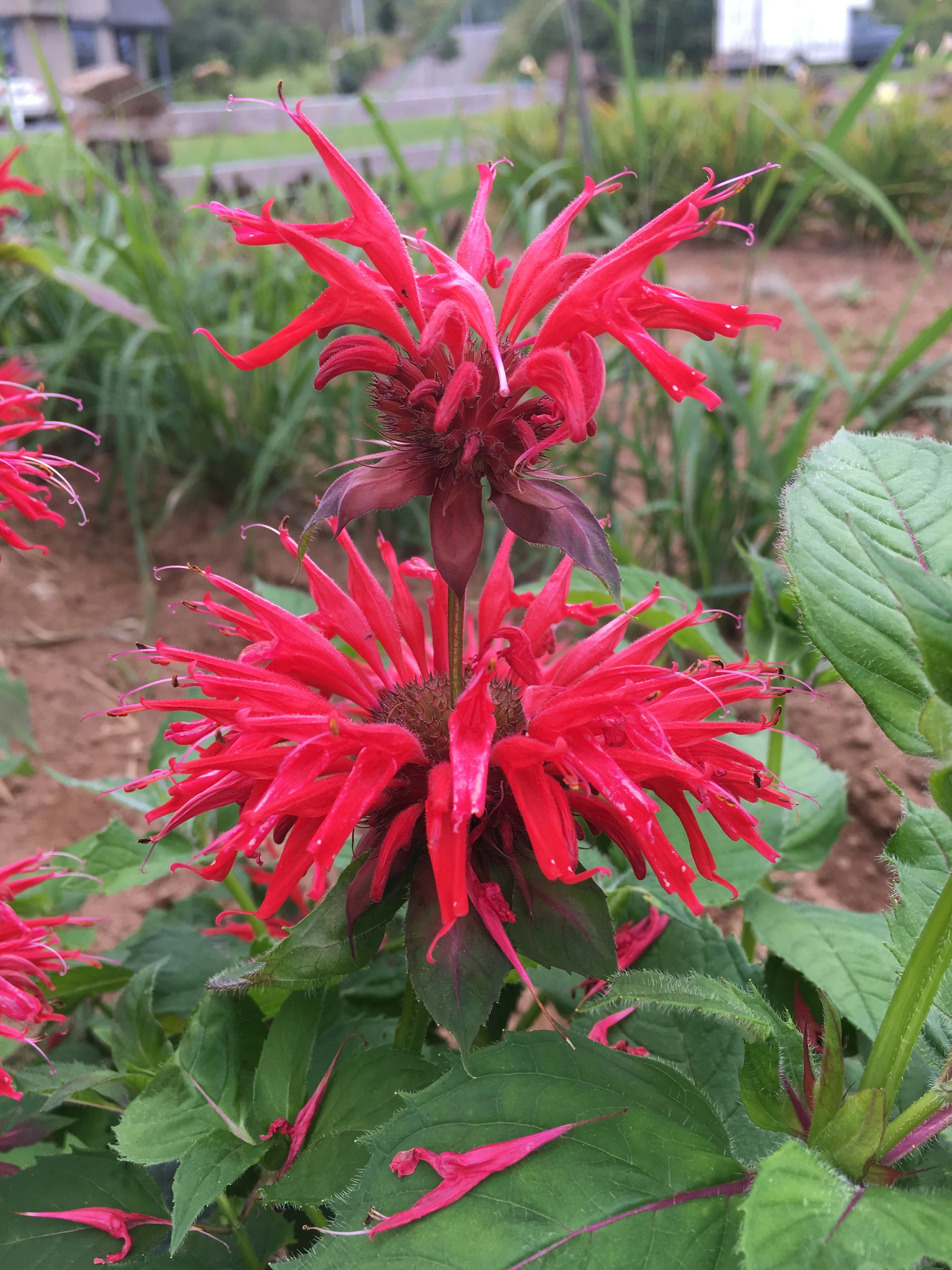 Mondarda Didyma Flower seeds for Planting Garden Favorite Heirloom & GMO Free Seeds for Home Garden