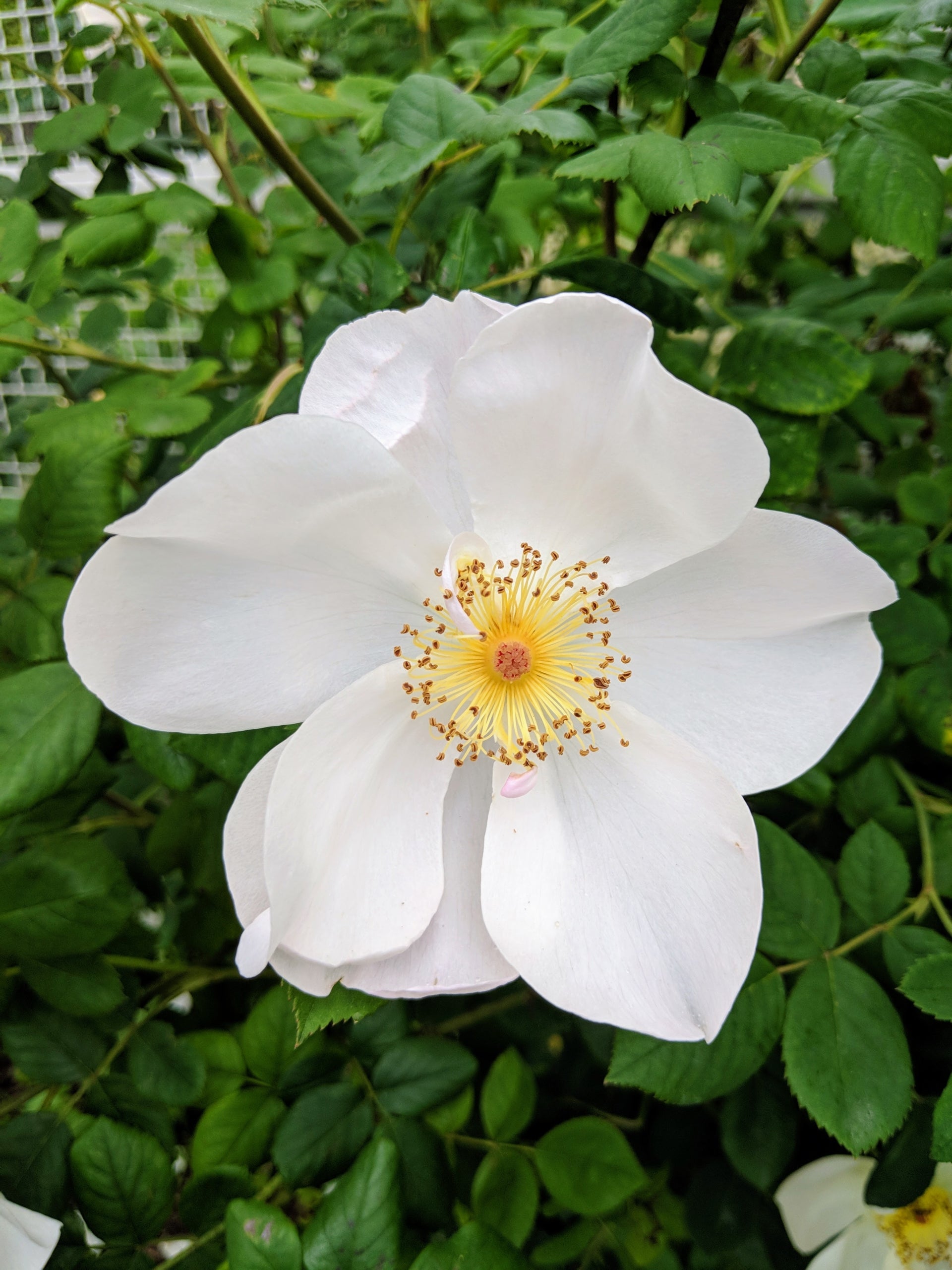 White Winged Flower seeds for Planting - Cottage Garden Essential, Heirloom & GMO Free Seeds for Home Garden