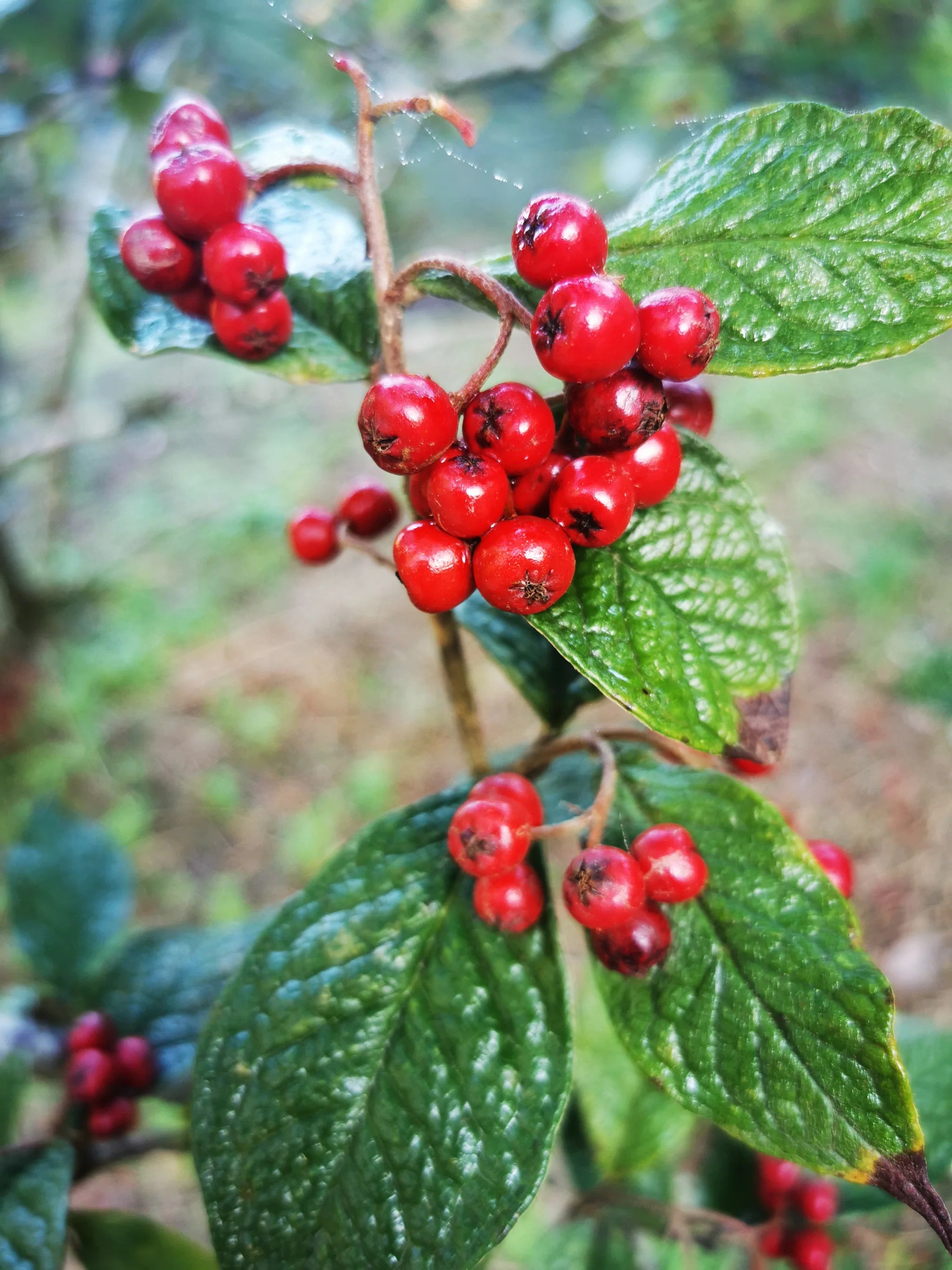 Brown Cotoneaster Seeds for Planting