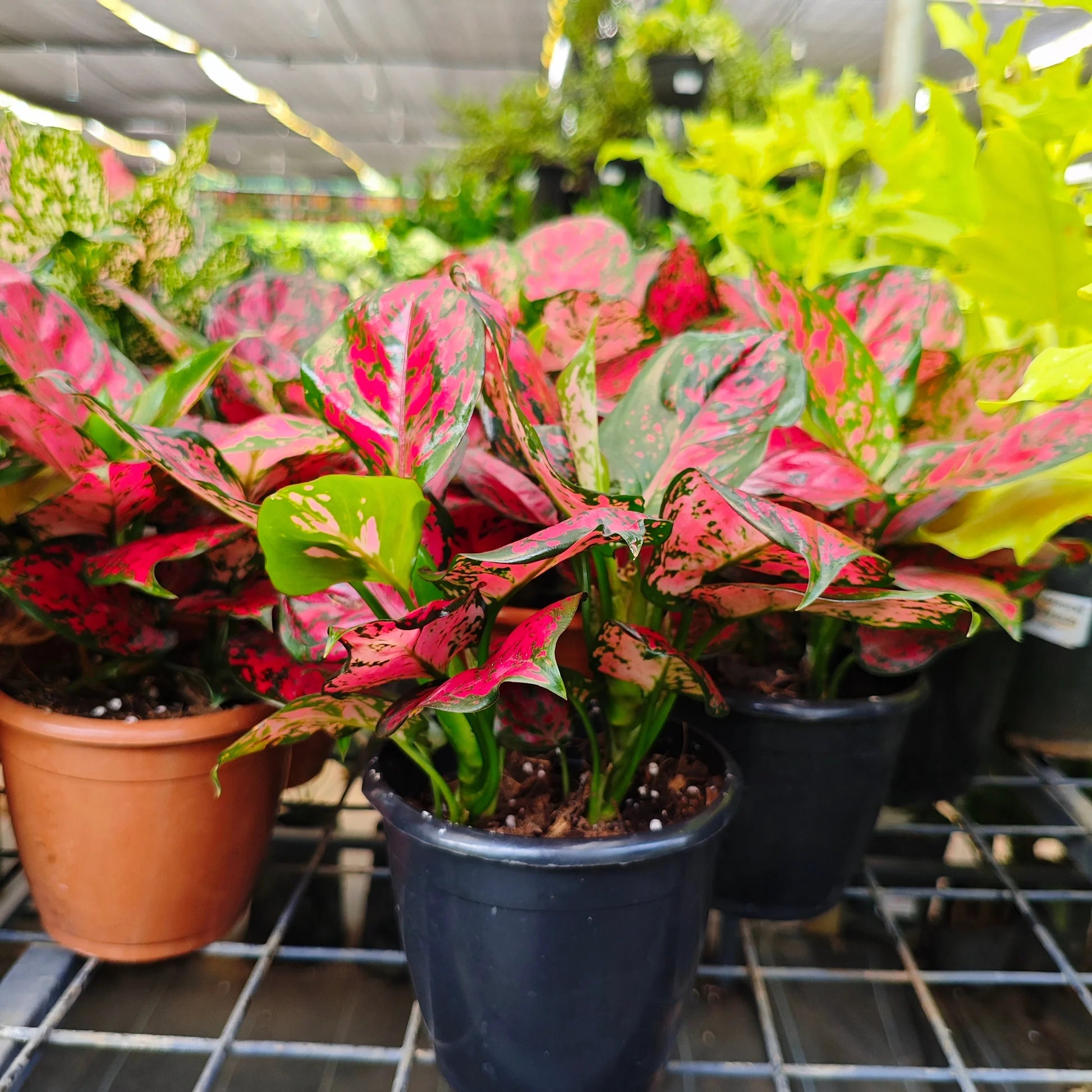 Pink Aglaonema Flower seeds for Planting - Seasonal Bloomer, Heirloom & GMO Free Seeds for Home Garden