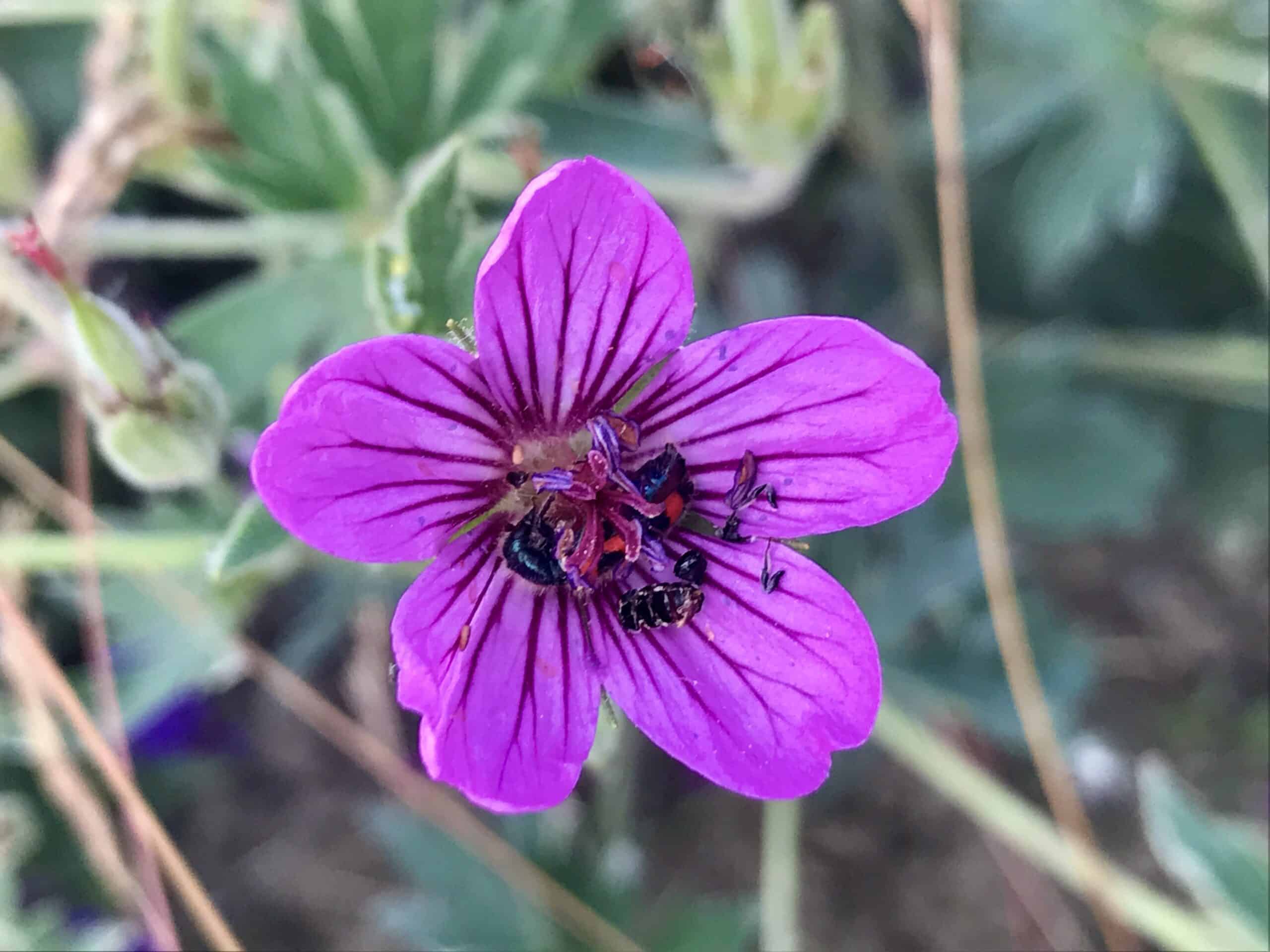 Geranium Viscosissimum Flower seeds for Planting Cut Flower Favorite Heirloom & GMO Free Seeds for Home Garden