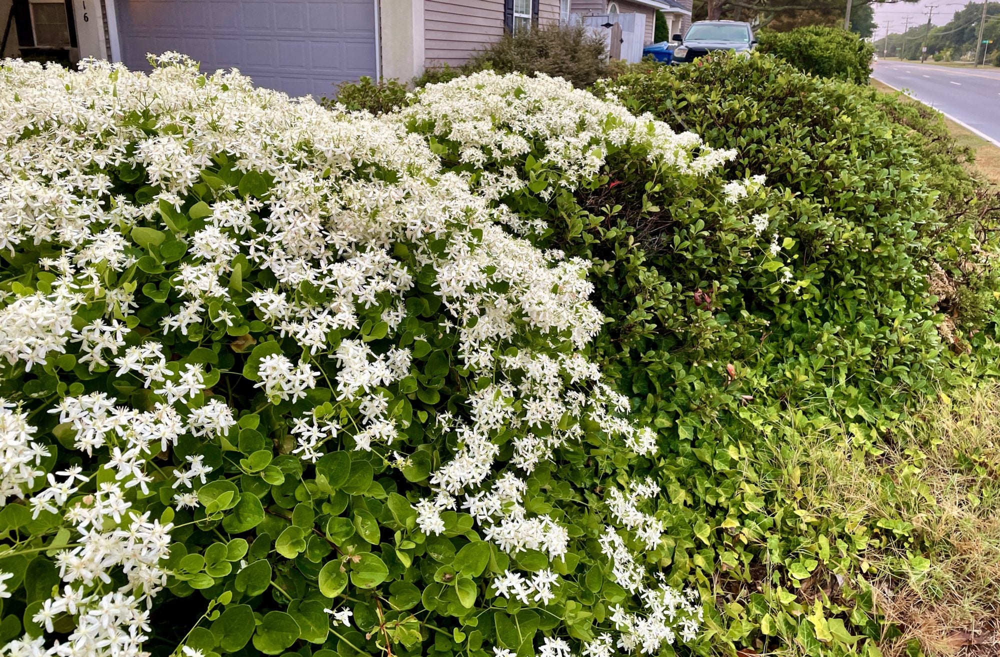 Autumn Clematis Flower seeds for Planting Garden Favorite Heirloom & GMO Free Seeds for Home Garden