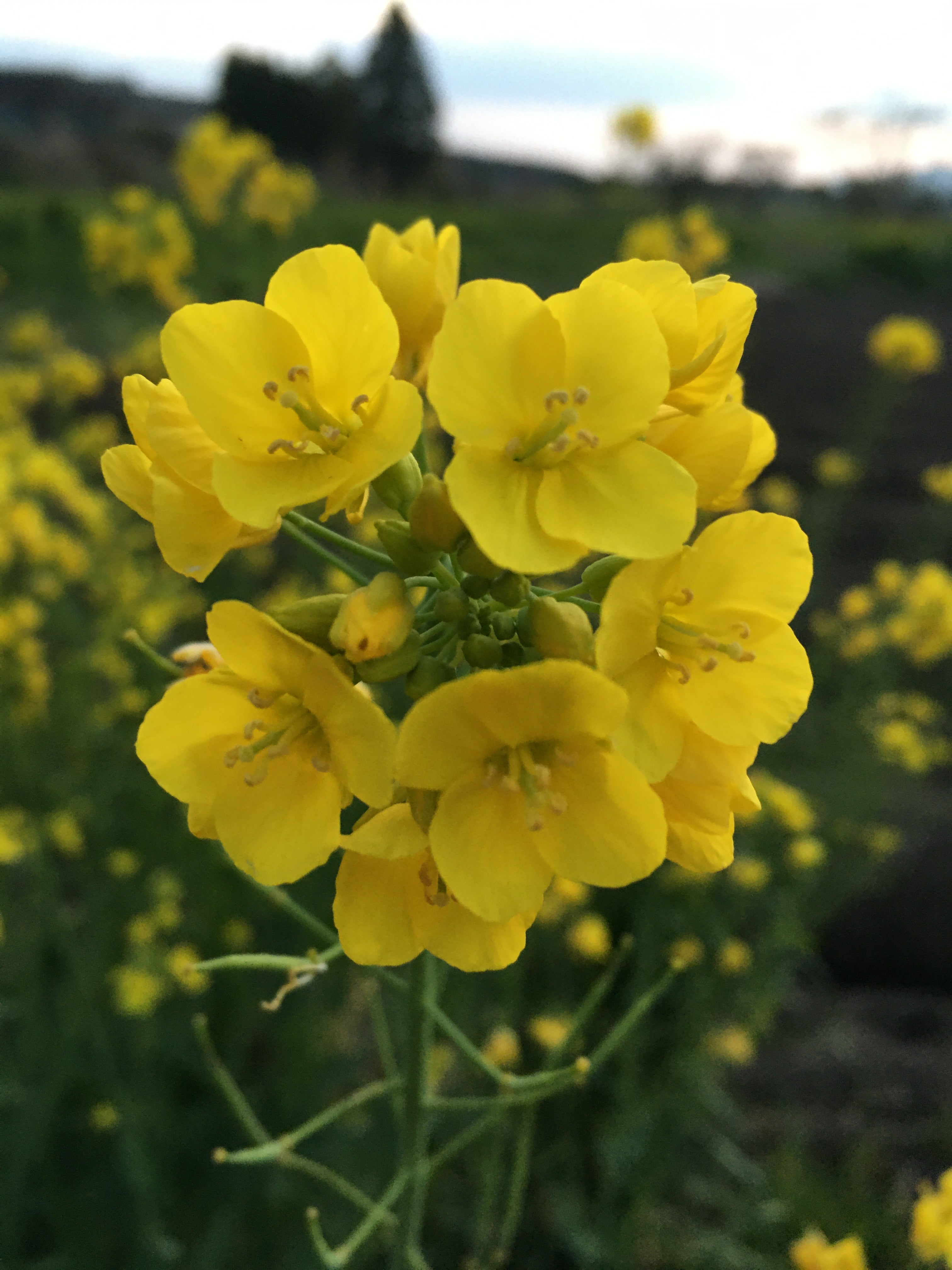 Yellow Edible Rape Flower Seeds for planting