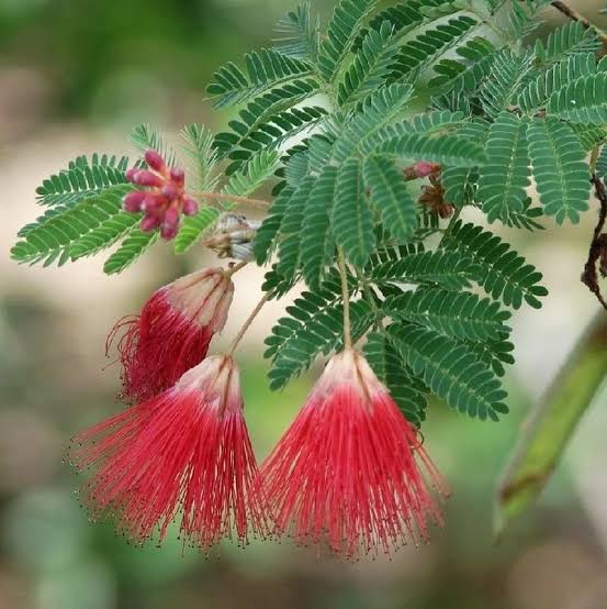 Mimosa Pudica Flower seeds for Planting - Fragrant Blossoms, Heirloom & GMO Free Seeds for Home Garden