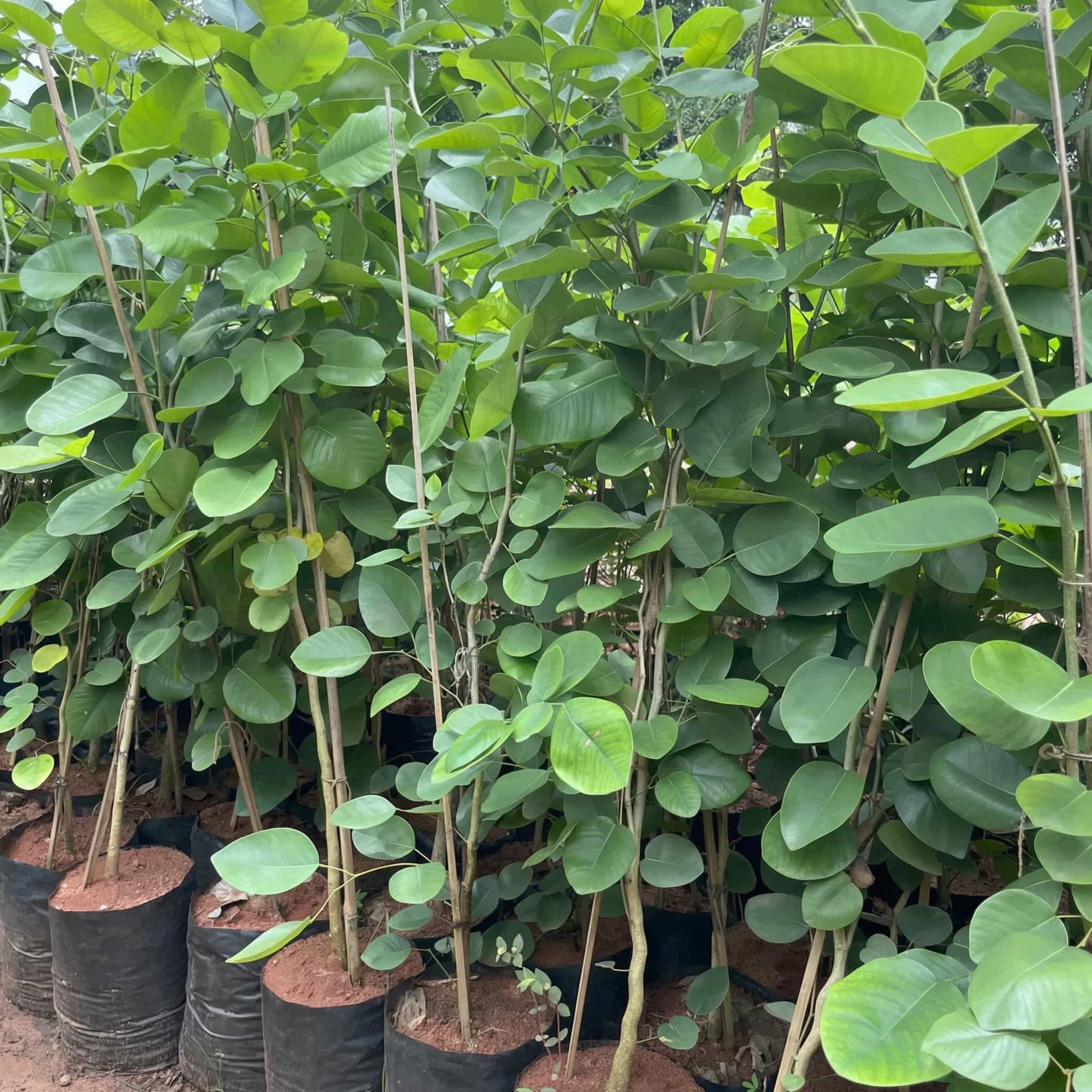 Red Sandalwood Plant Seeds Planting