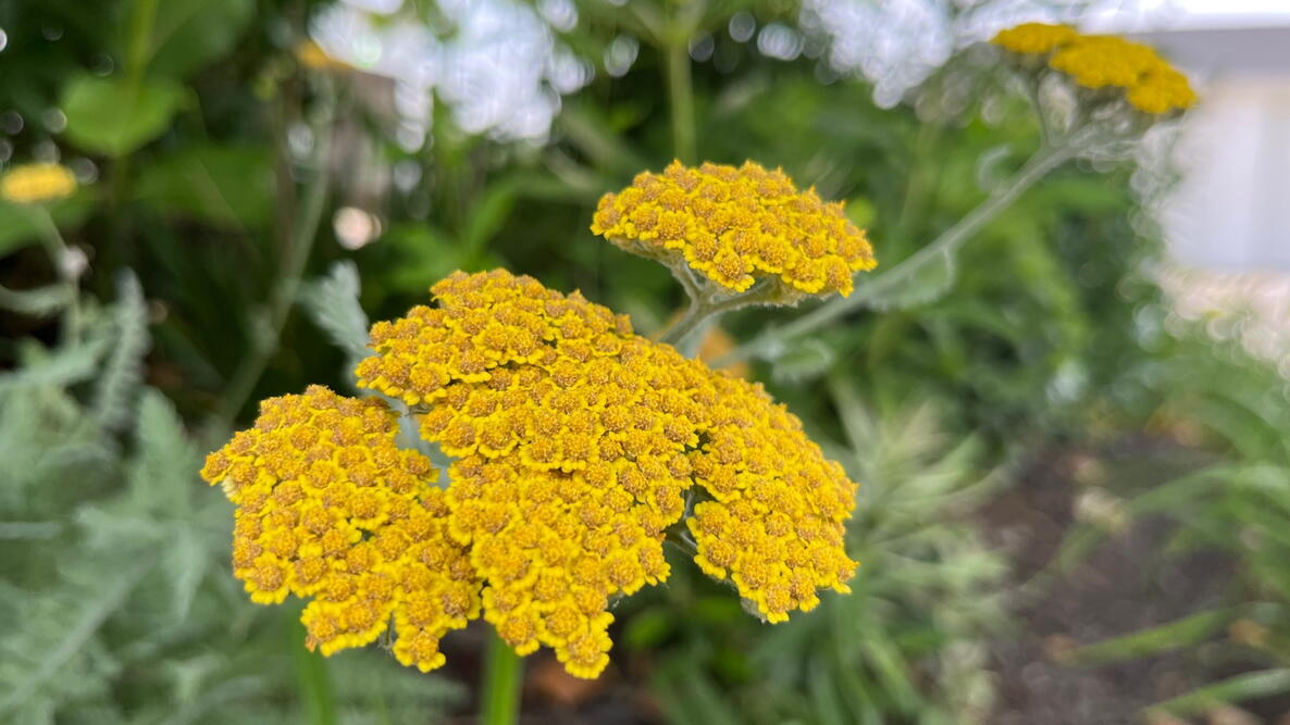 Yellow Achillea Millefolium Flower seeds for Planting - Shade Tolerant, Heirloom & GMO Free Seeds for Home Garden