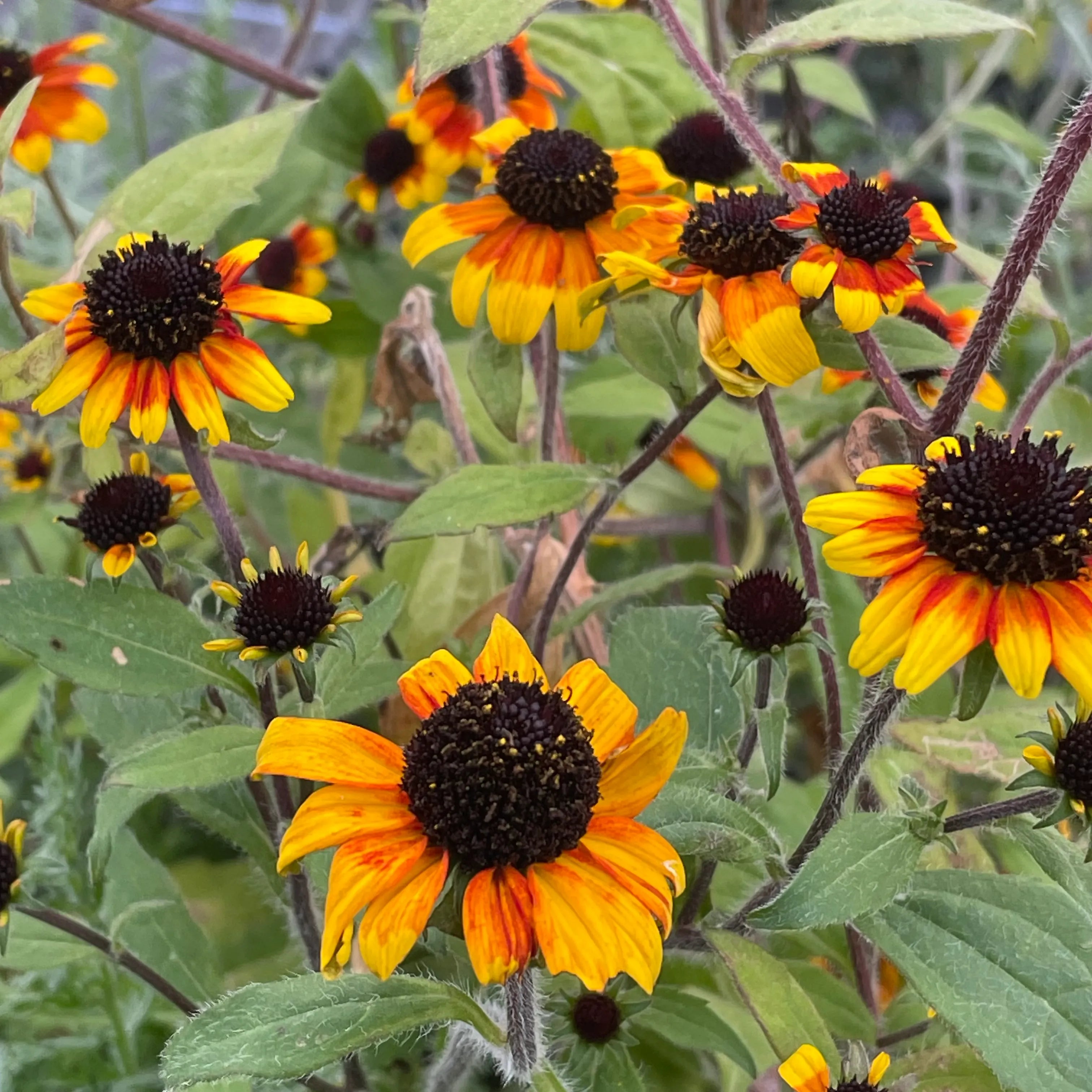 Rudbeckia Triloba Flower seeds for Planting - Wildflower Mix, Heirloom & GMO Free Seeds for Home Garden