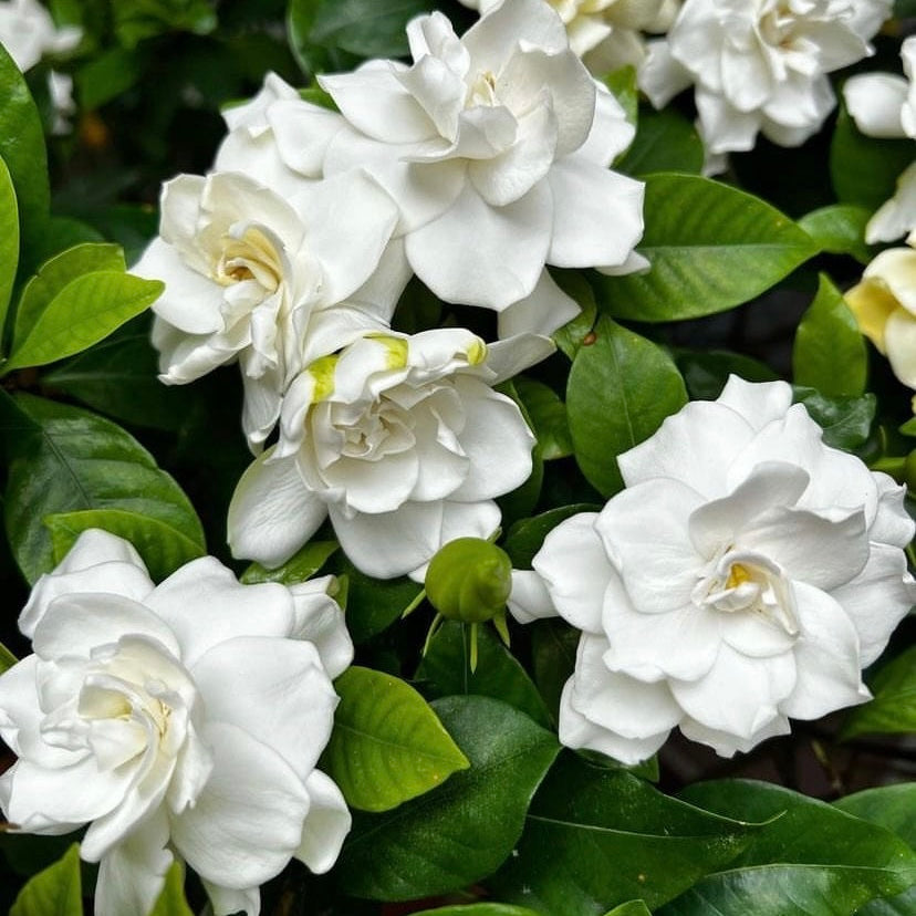CAPE JASMINE Jasminiodes Fragrant White Shrub Flower seeds for Planting - Low Maintenance, Heirloom & GMO Free Seeds for Home Garden
