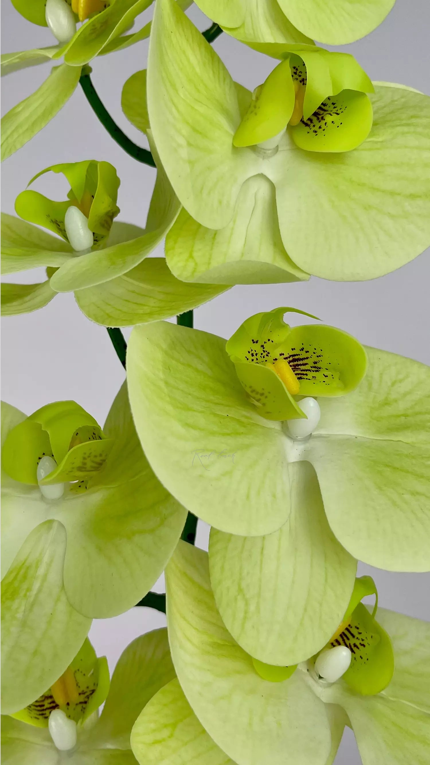 Light Green Phalaenopsis Orchid Flower Seeds for Planting Cut Flower Favorite Heirloom & GMO Free Seeds for Home Garden