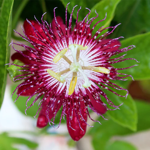 Passion Flower seeds for Planting - Pollinator Friendly, Heirloom & GMO Free Seeds for Home Garden