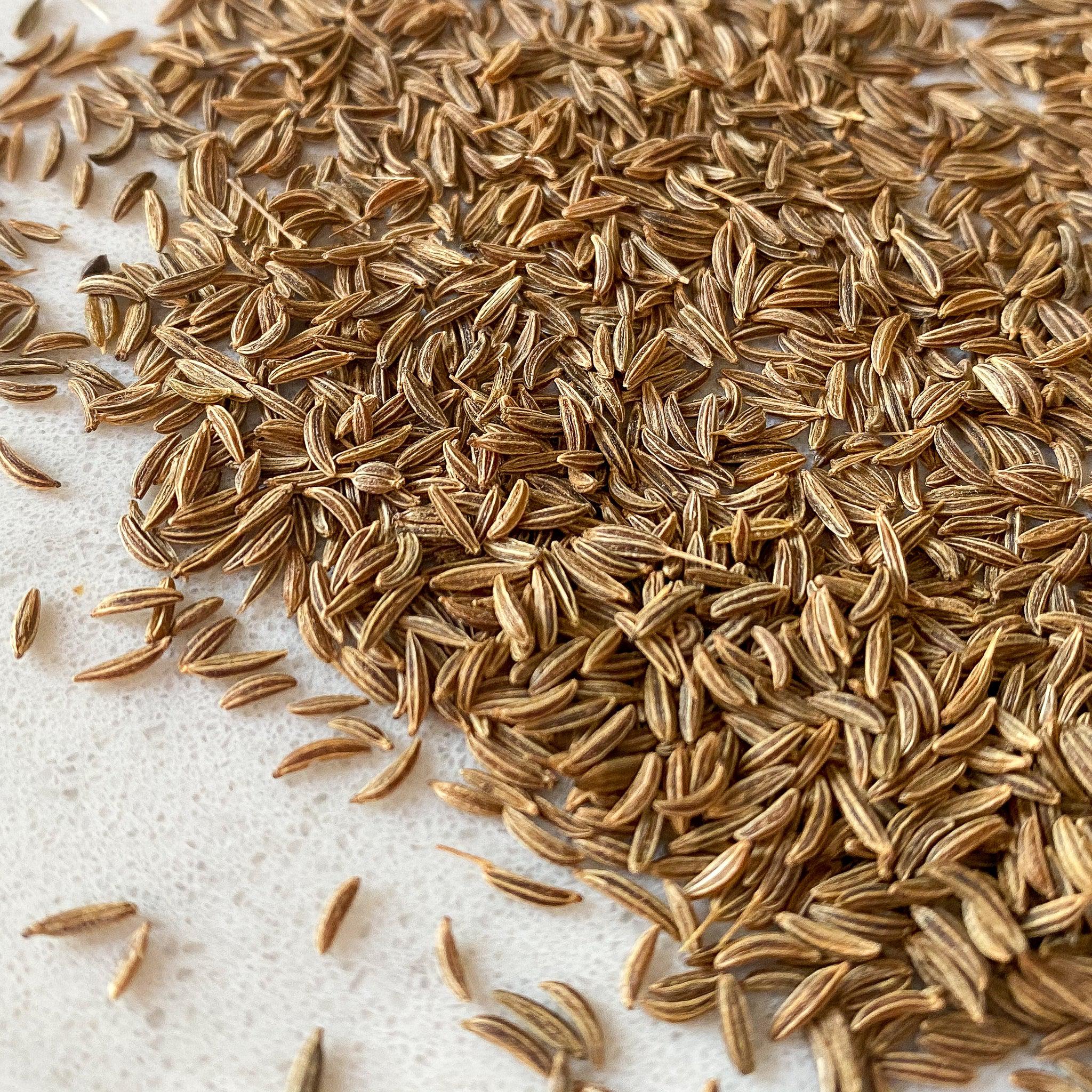 Caraway Seeds for Aromatic Herb and Spice Gardening