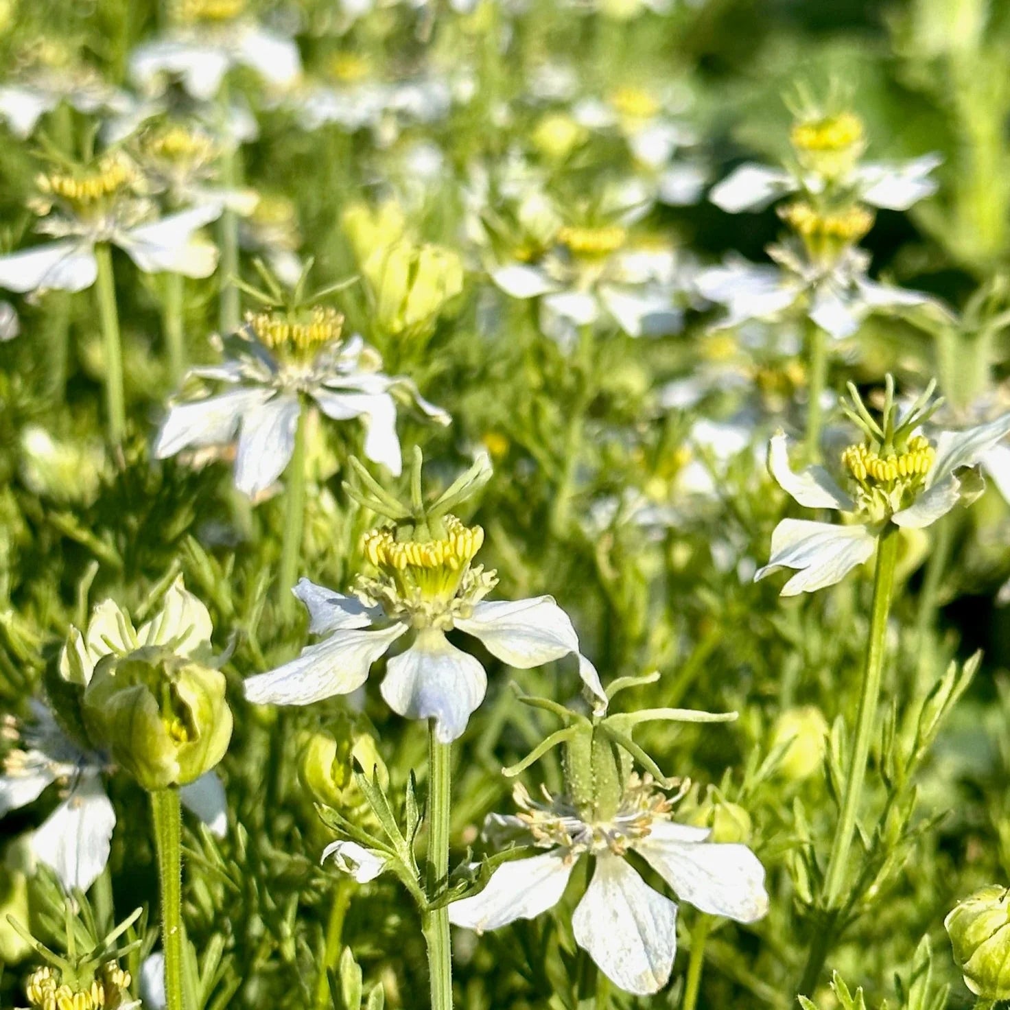 White Autumn Flower seeds for Planting - Premium Quality, Heirloom & GMO Free Seeds for Home Garden