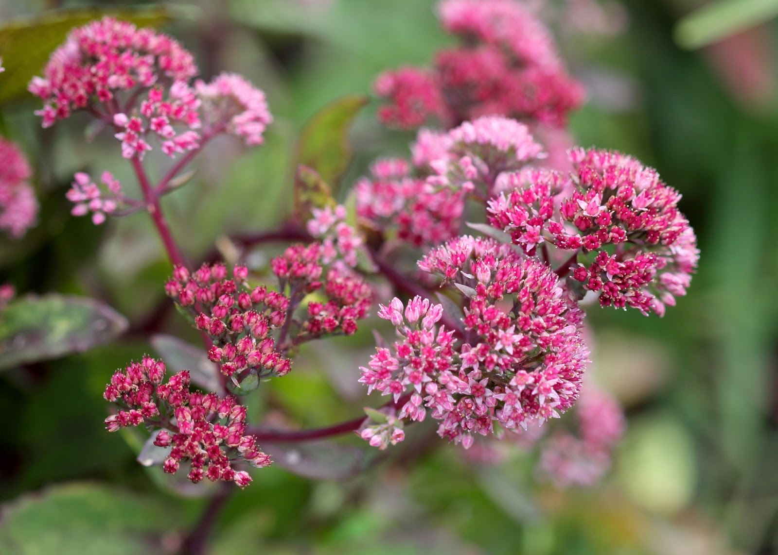 Sedum Flower seeds for Planting Fragrant Blossoms Heirloom & GMO Free Seeds for Home Garden