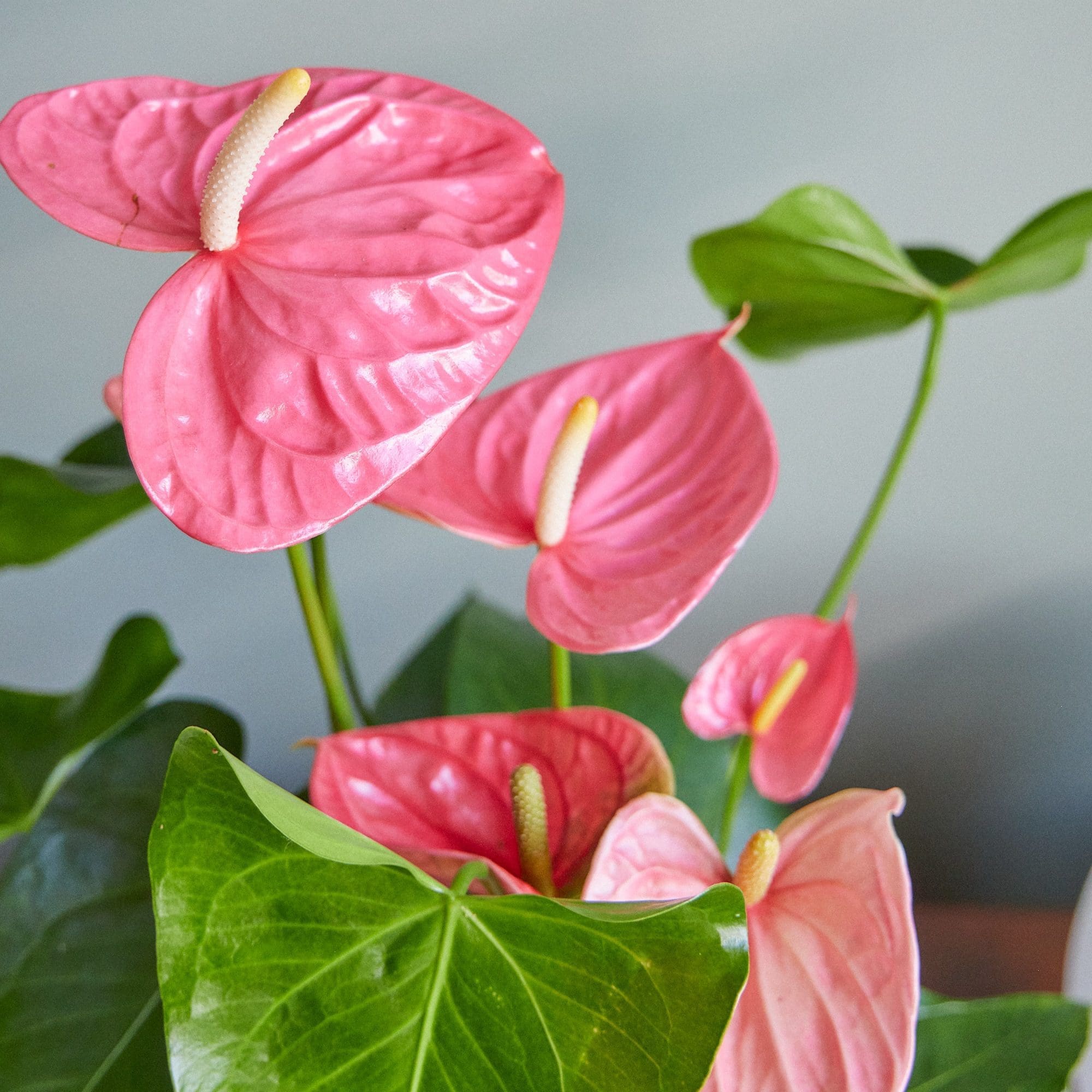 Light Pink Anthurium Flower Seeds for Planting Vibrant Colors Heirloom & GMO Free Seeds for Home Garden
 
 Sale