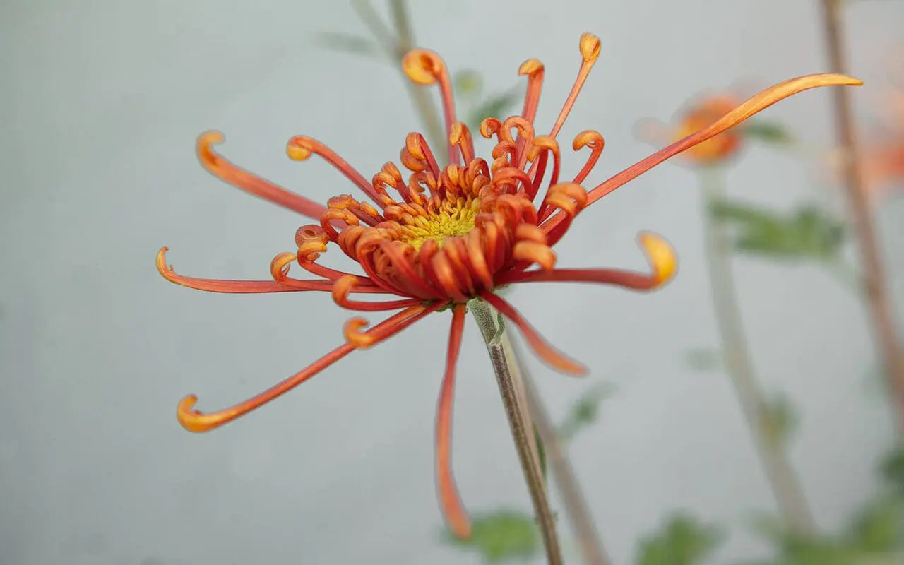 Japan Spider Chrysanthemums Seeds for Planting - Unique Floral Beauty