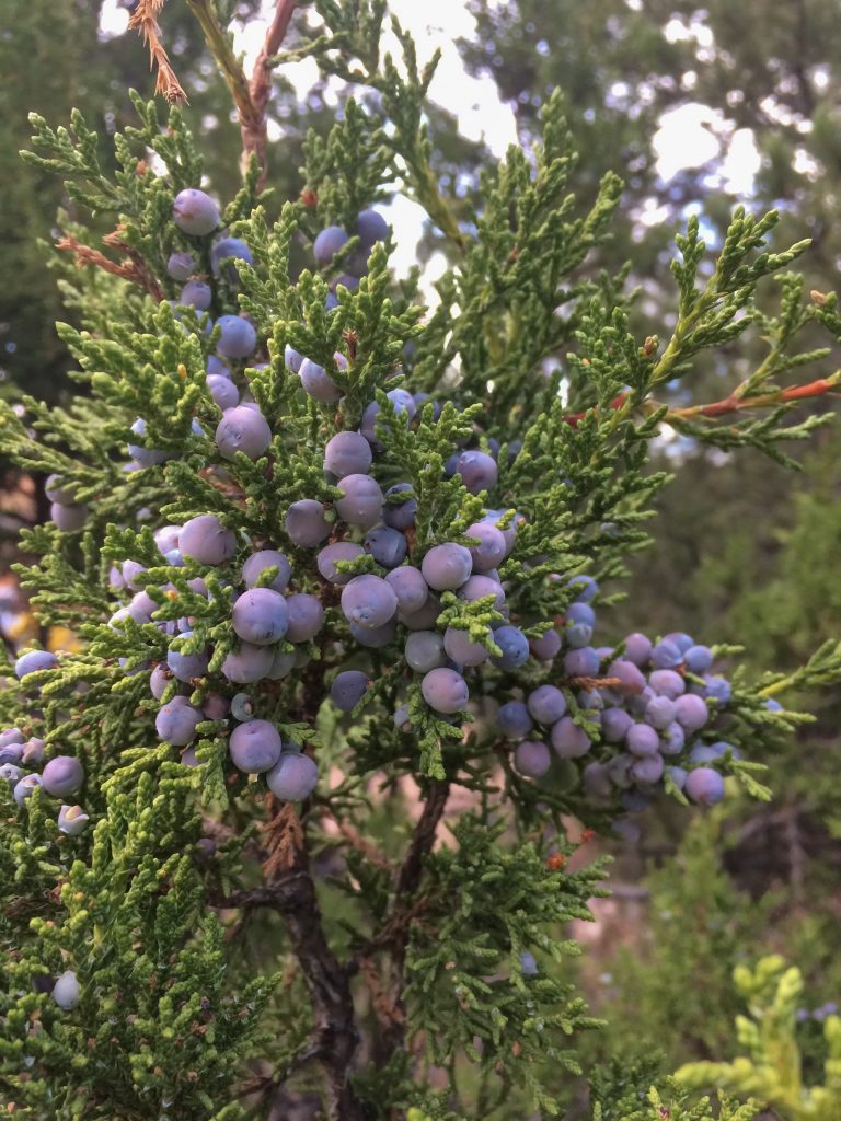 Black Juniper Berry Seeds for Planting Perennial Fruit Seeds for Home Gardens, Raised Beds & Containers