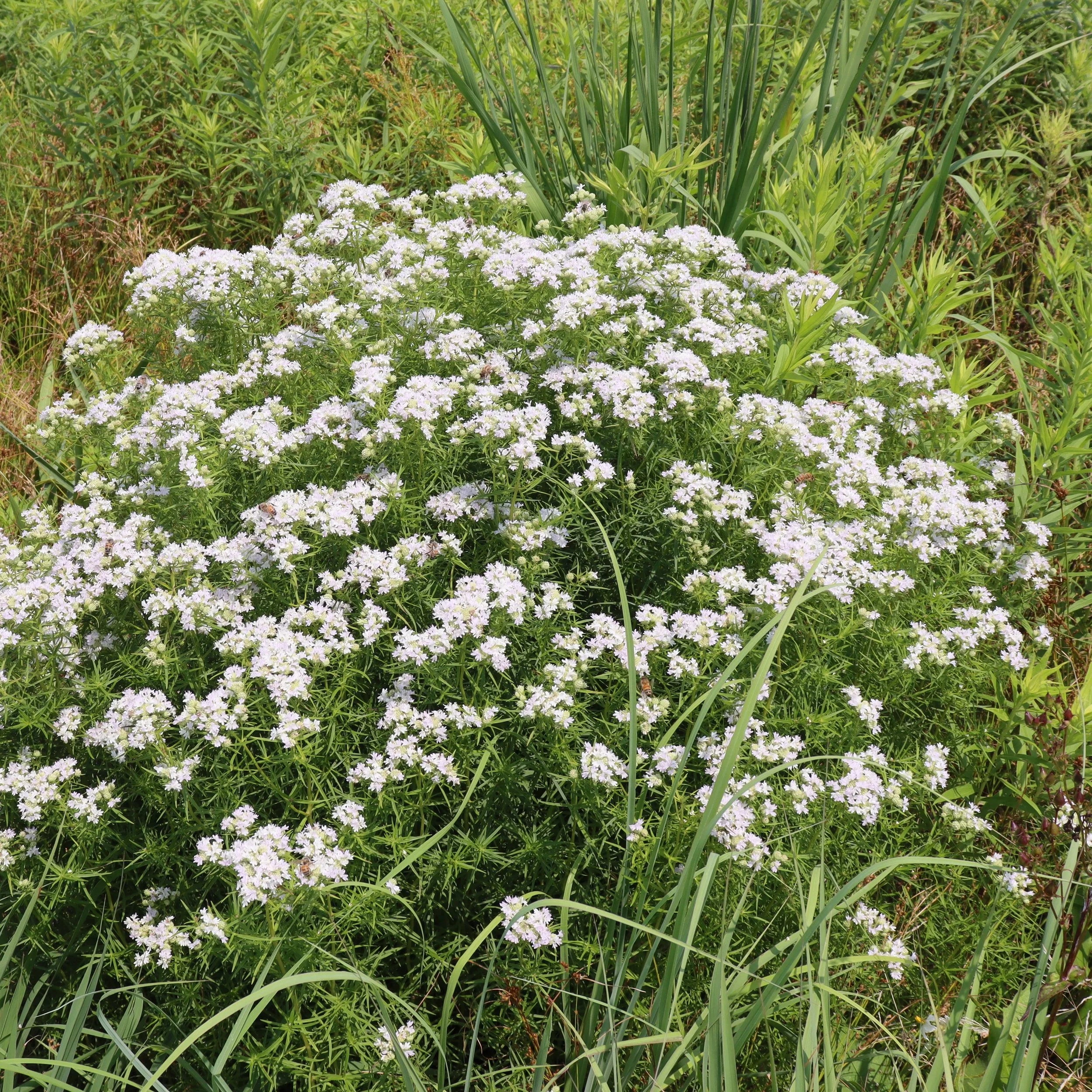 White Mountain Mint Flower seeds for Planting - Drought Tolerant, Heirloom & GMO Free Seeds for Home Garden
