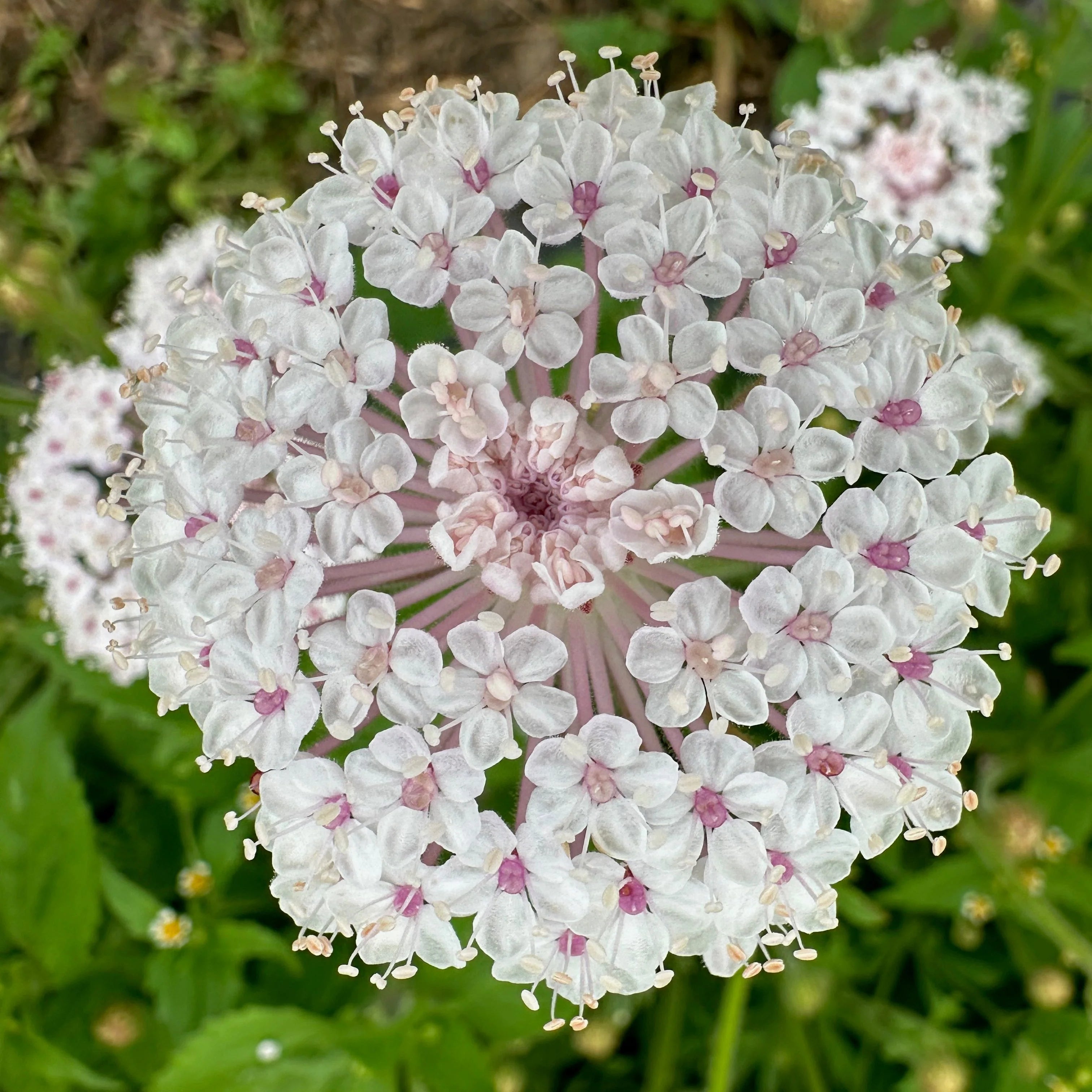 Pink Lace Flower seeds for Planting - Wildflower Mix, Heirloom & GMO Free Seeds for Home Garden