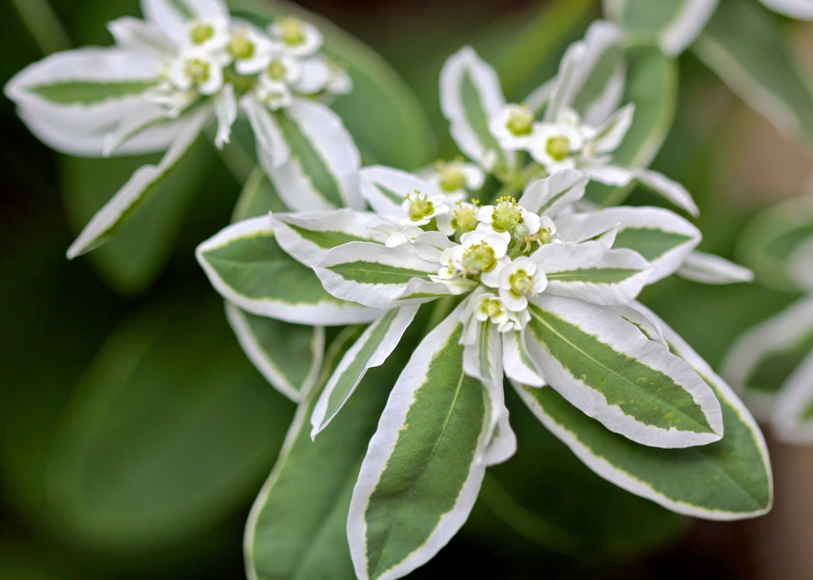 Green and White Mountain Flower Seeds: Essential Planting