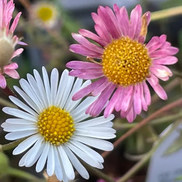 Erigeron Karvinskianus Flower seeds for Planting - Fragrant Blossoms, Heirloom & GMO Free Seeds for Home Garden