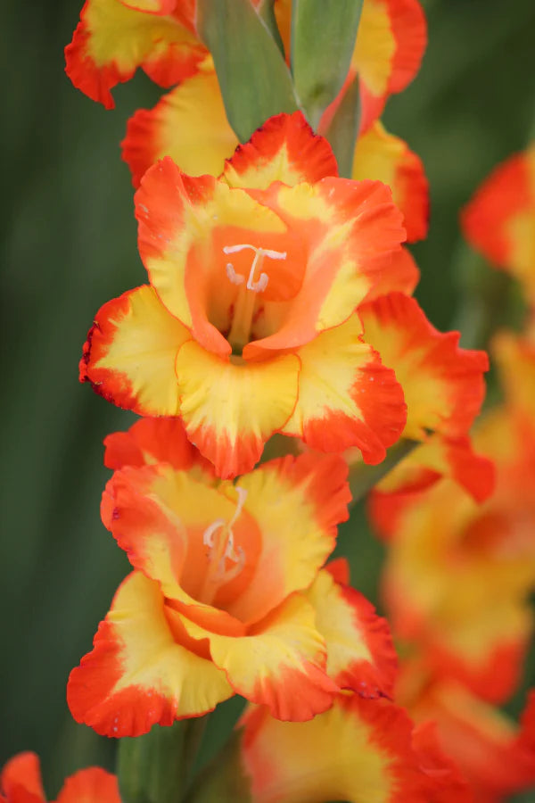 Gladiolus Flower seeds for Planting - Garden Favorite, Heirloom & GMO Free Seeds for Home Garden