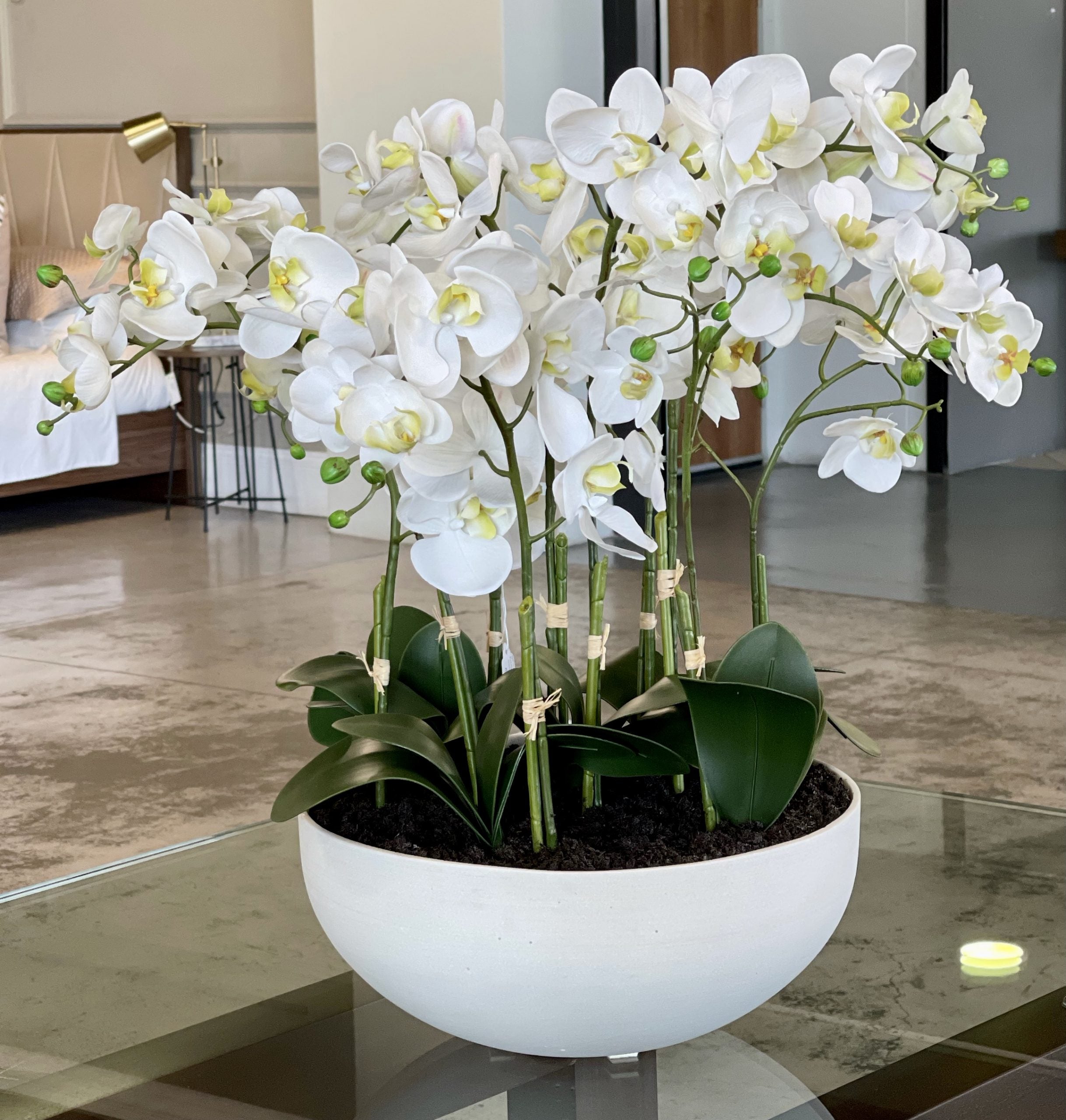 Phalaenopsis Yellow White Flower seeds for Planting - Bright Blooms, Heirloom & GMO Free Seeds for Home Garden