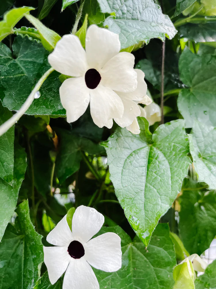 White Thunbergia Flower seeds for Planting - Bright Blooms, Heirloom & GMO Free Seeds for Home Garden