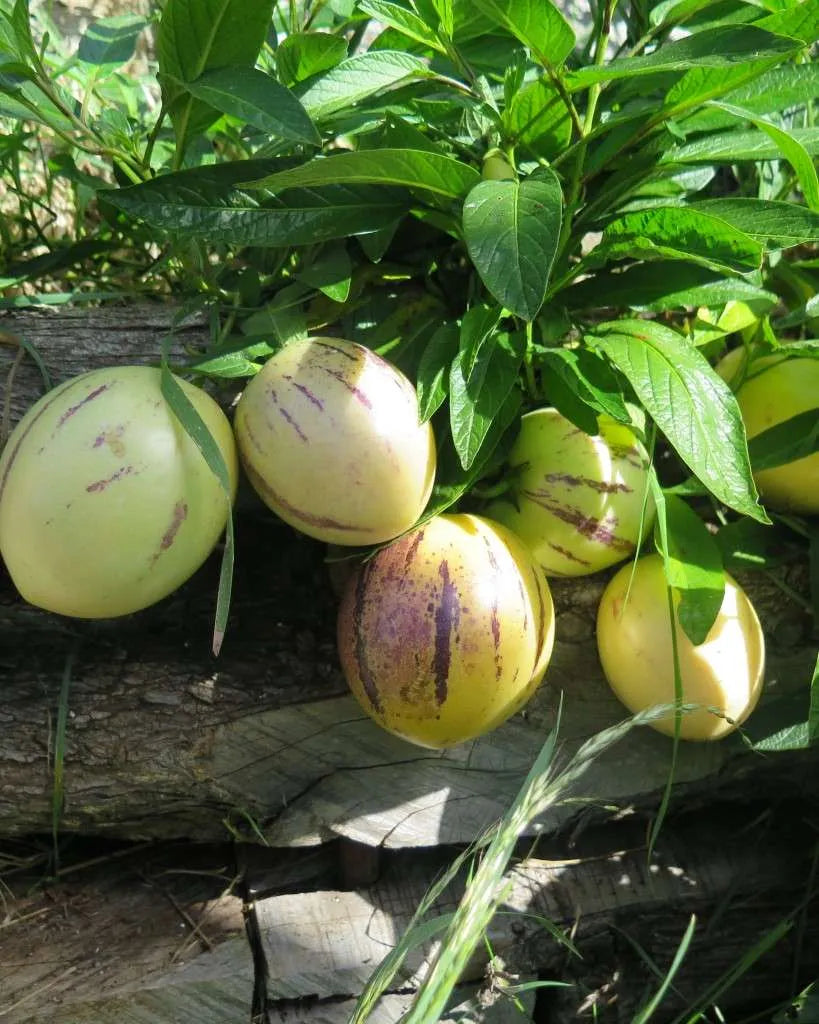 Muricatum Fruit Seeds for Garden Planting - Grow Juicy and Aromatic Fruits