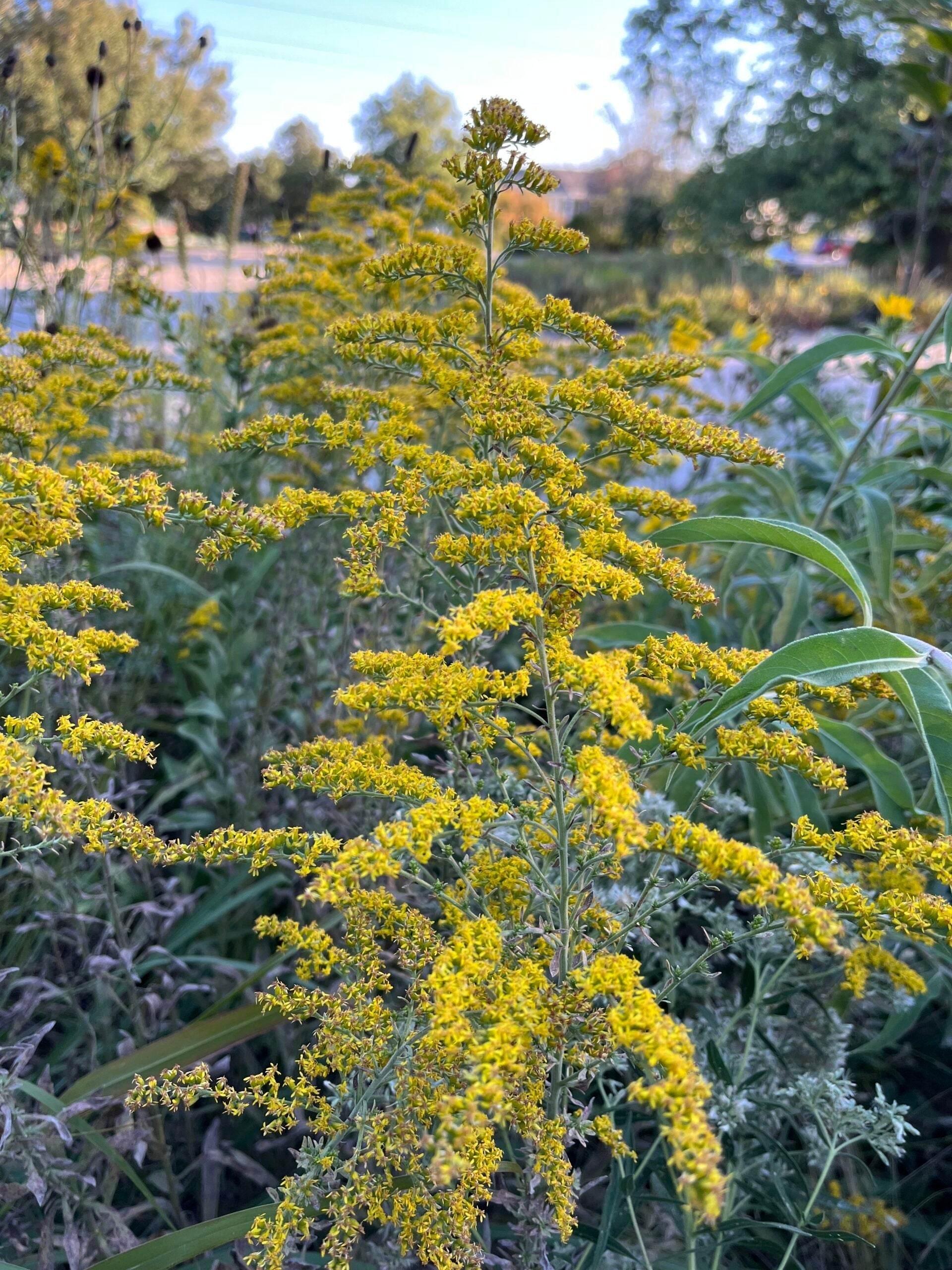 Yellow Solidago Plant Seeds Planting Bright Flower
