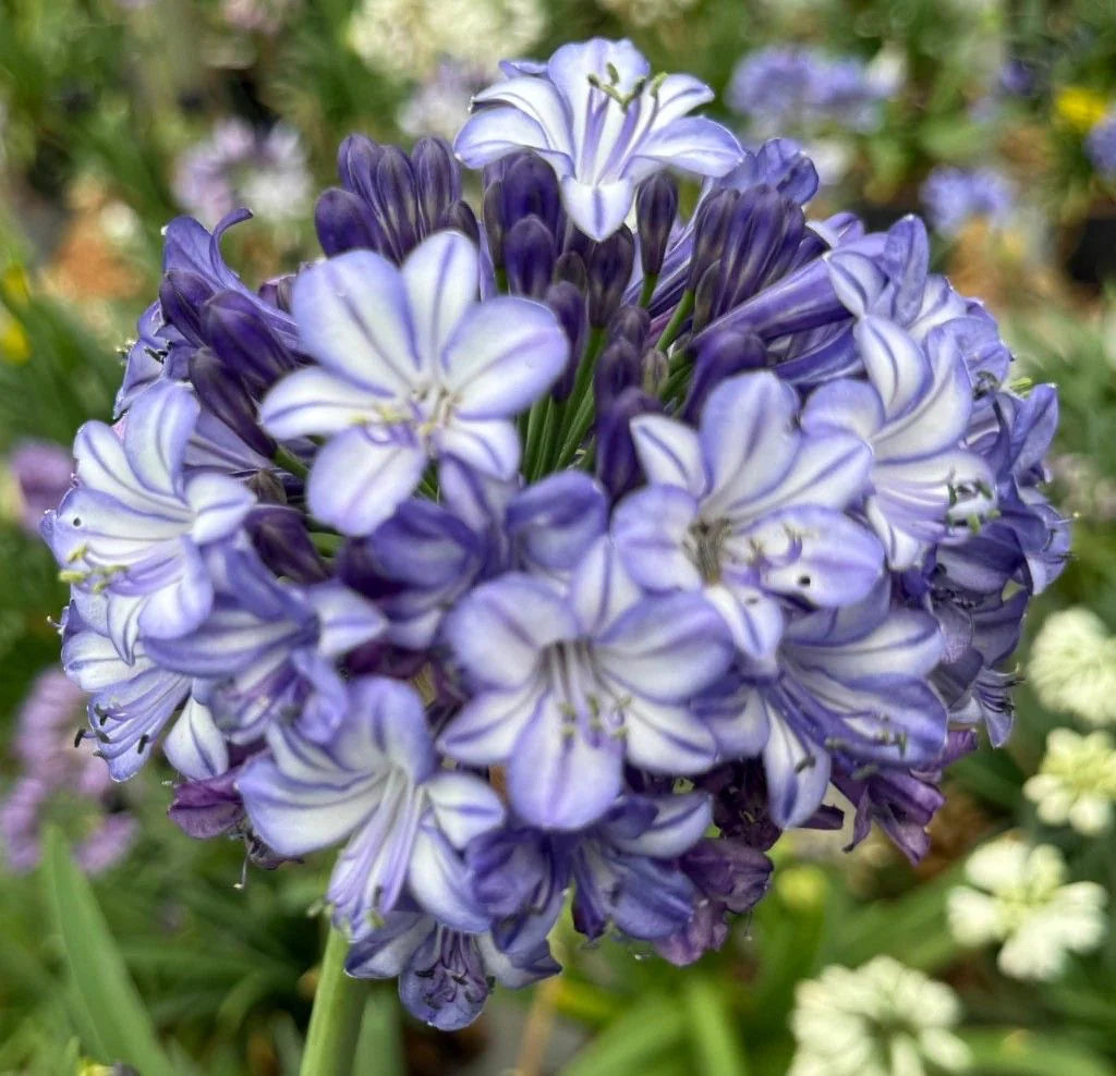 Mix Agapanthus Seeds for Planting - Heirloom, Non-GMO Flower Seeds for Garden Beds and Borders