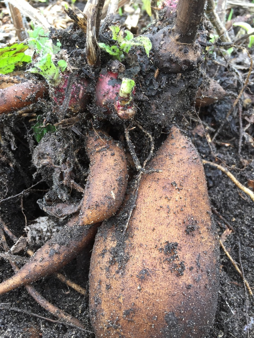 Yacon Planting Seeds - Grow Fresh Fruit At Home Vegetable Seeds