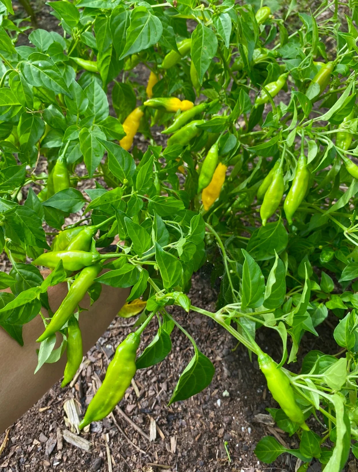 Aji Lemon Drop Pepper Seeds for Planting